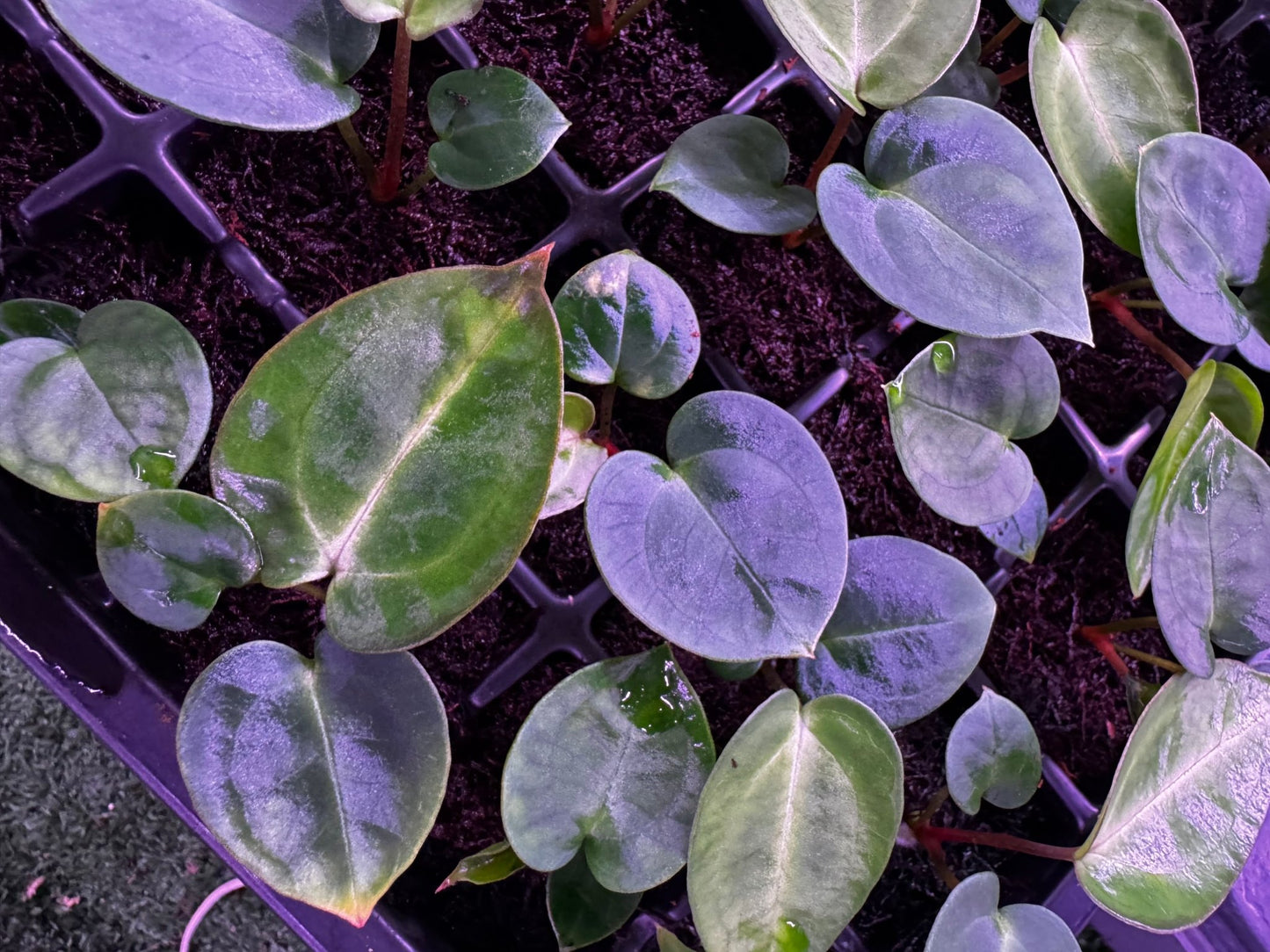 (Carlablackiae round x GPH001 5) x carla Amanda seedlings - Granthuriums