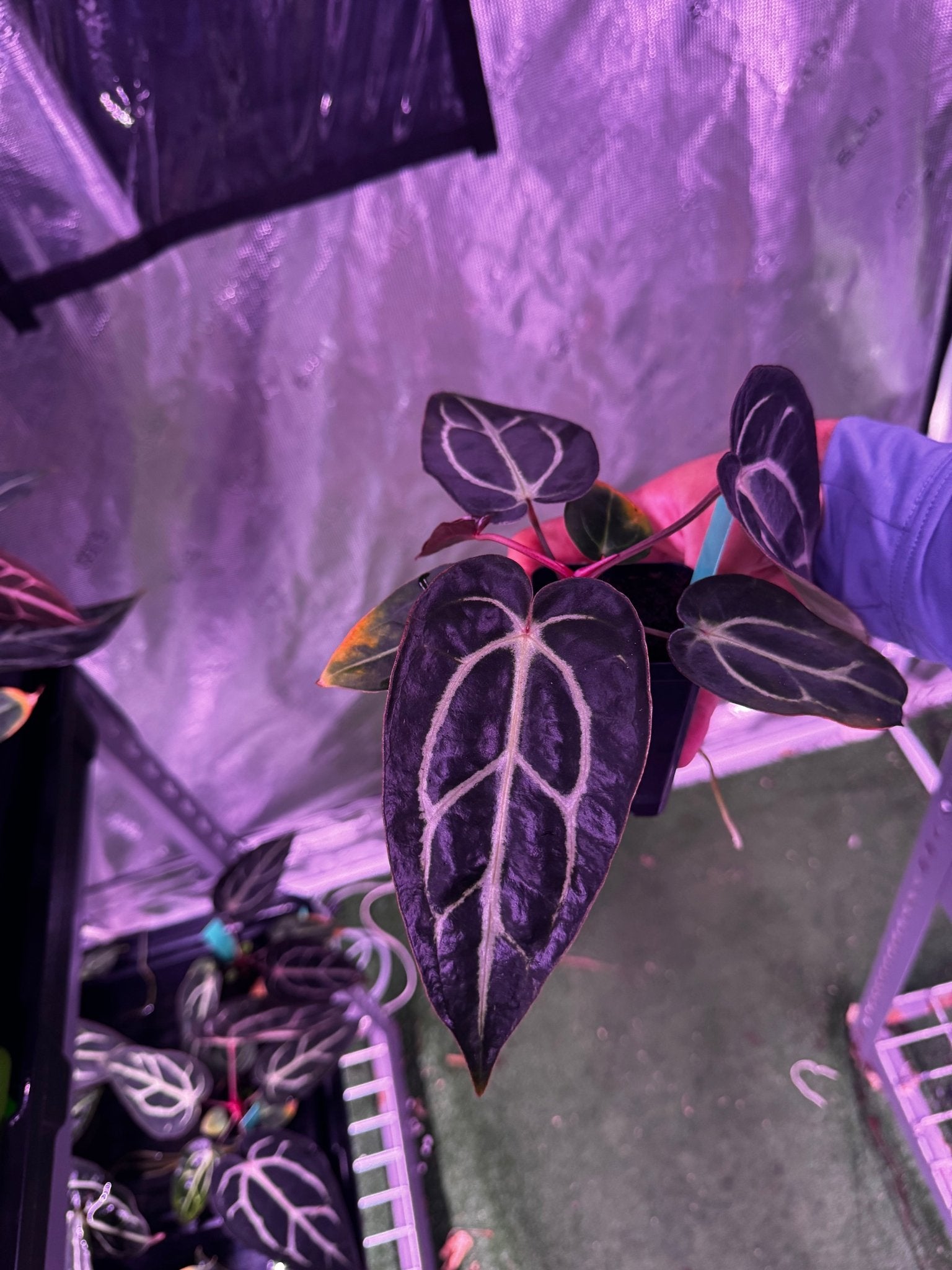 carlablackiae (round x gph001) x gph001 (backcross) exact plants-Granthuriums