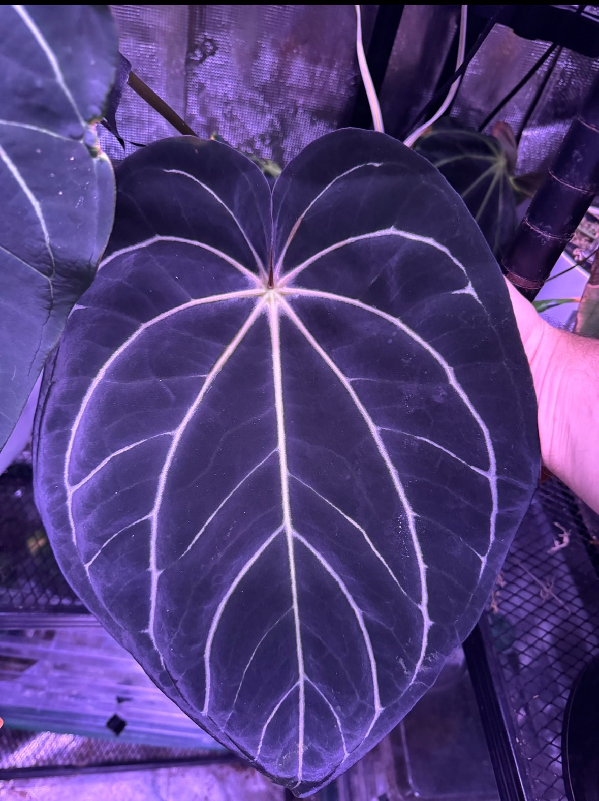 Carlablackiae round x Tim Anderson Stripey Seedlings-Granthuriums