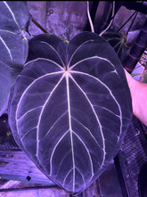 Carlablackiae round x Tim Anderson Stripey Seedlings-Granthuriums