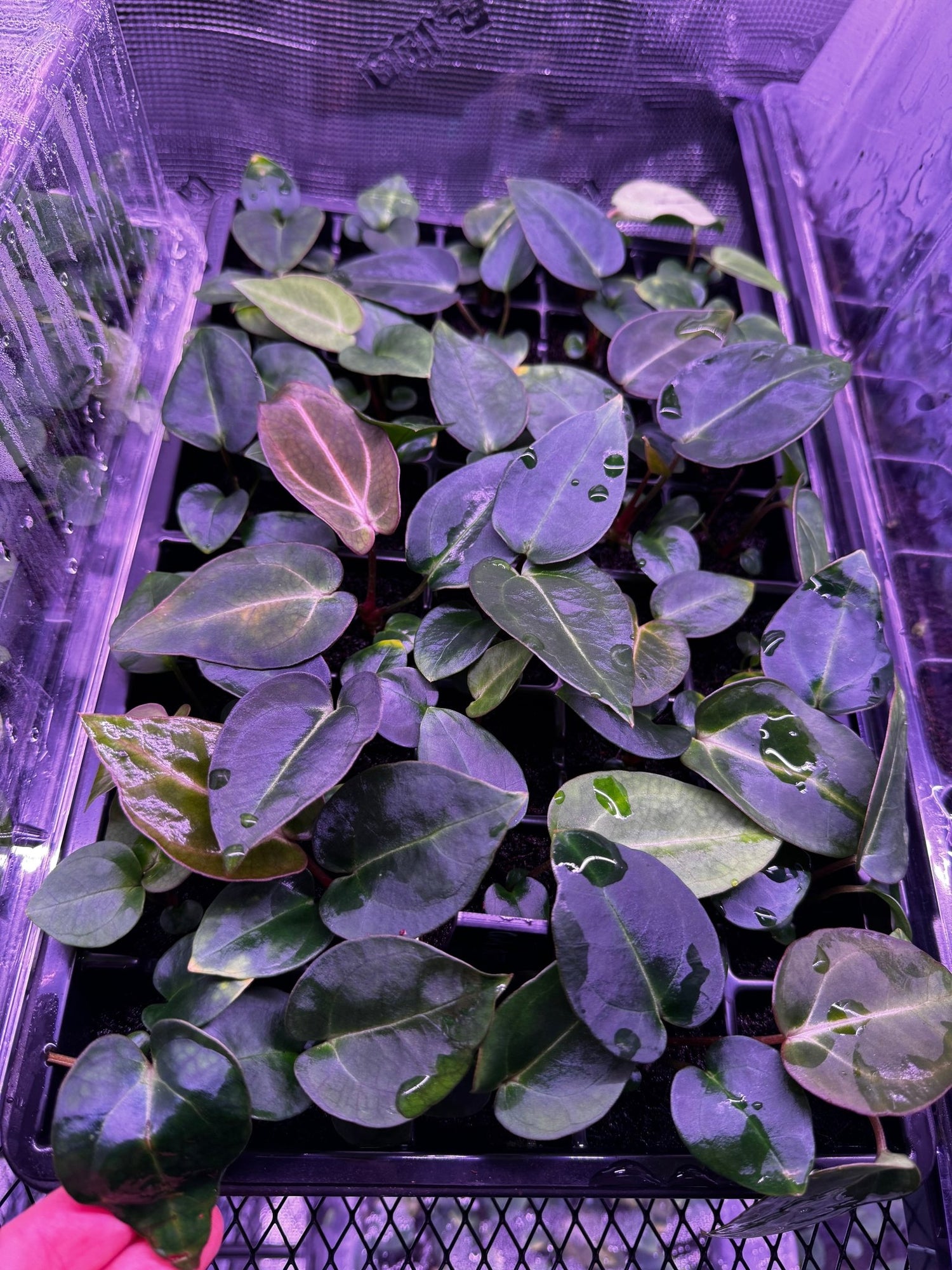 carlablackiae “round” x self-Granthuriums