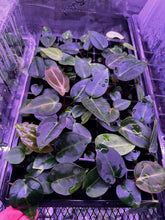 carlablackiae “round” x self-Granthuriums