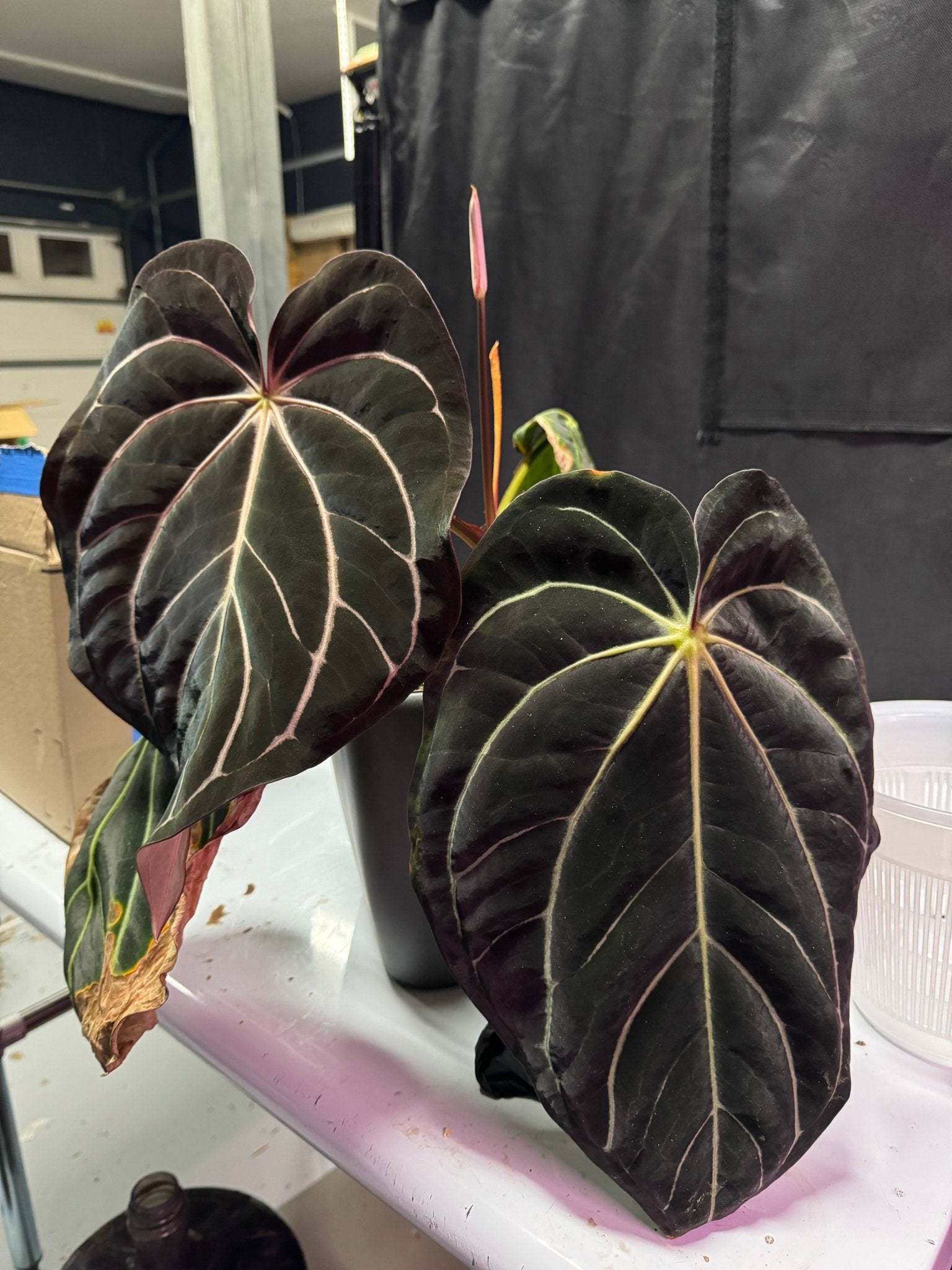 carlablackiae “round” x self-Granthuriums