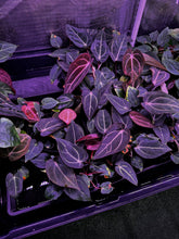 carlablackiae “round” x self-Granthuriums