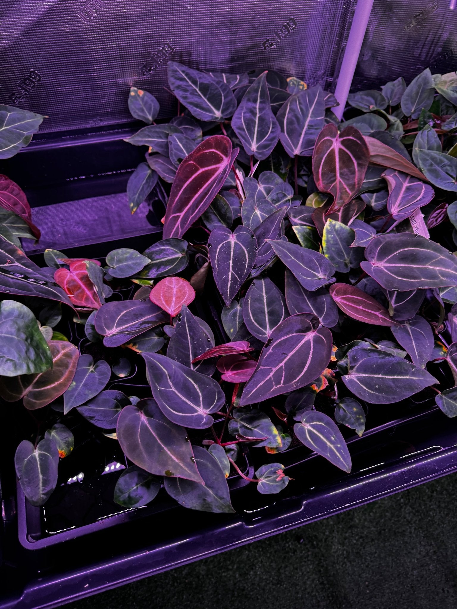 carlablackiae “round” x self-Granthuriums