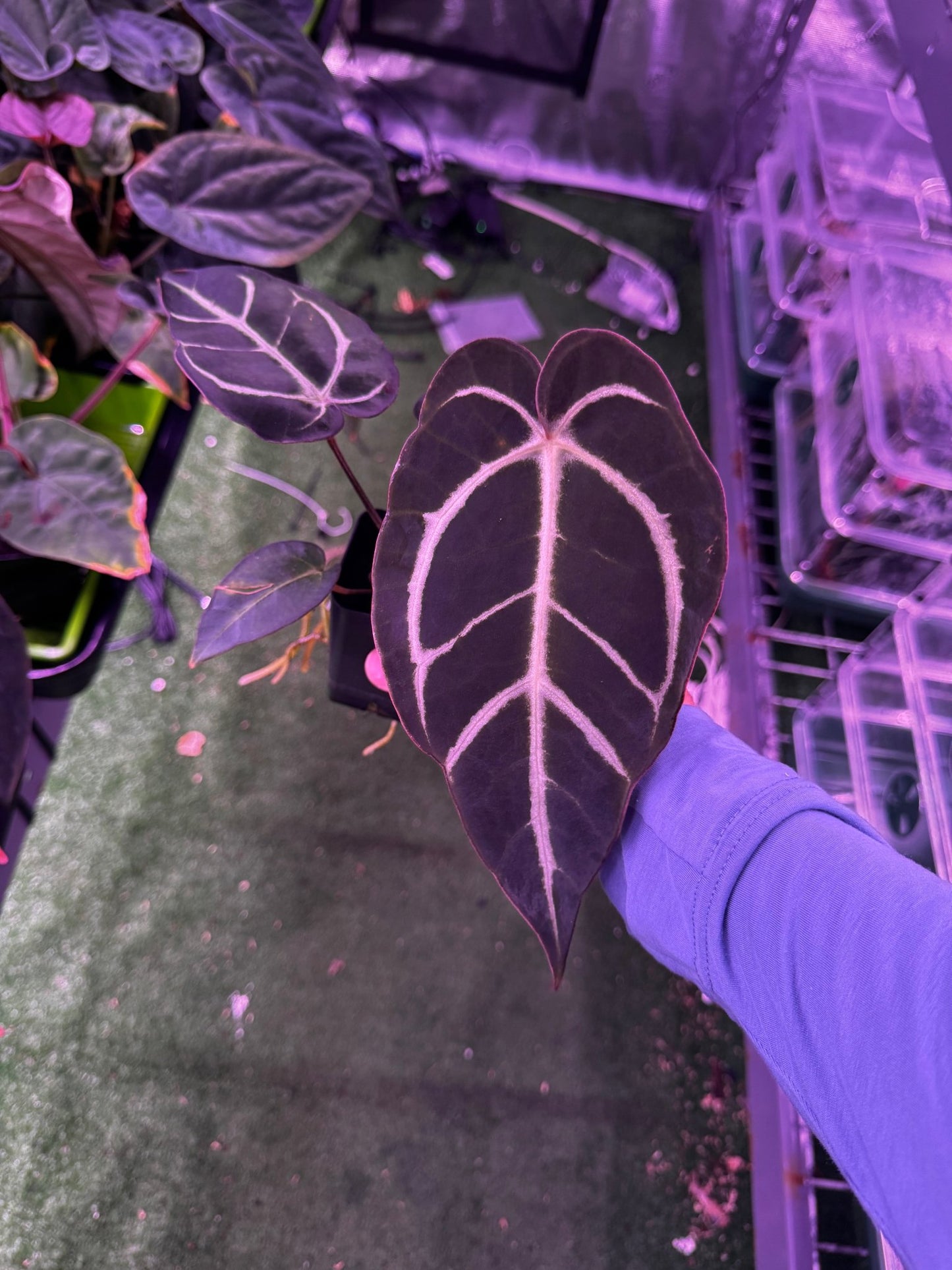 Carlablackiae round x self exact plants - Granthuriums