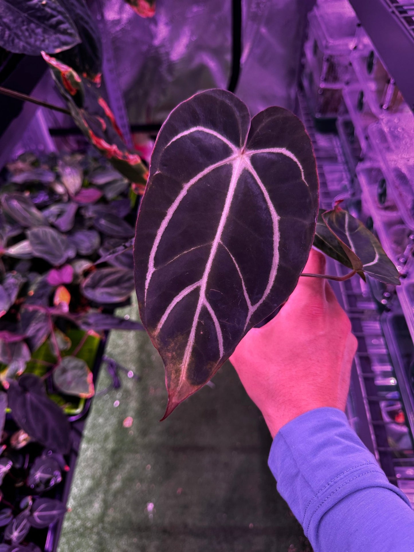 Carlablackiae round x self exact plants - Granthuriums