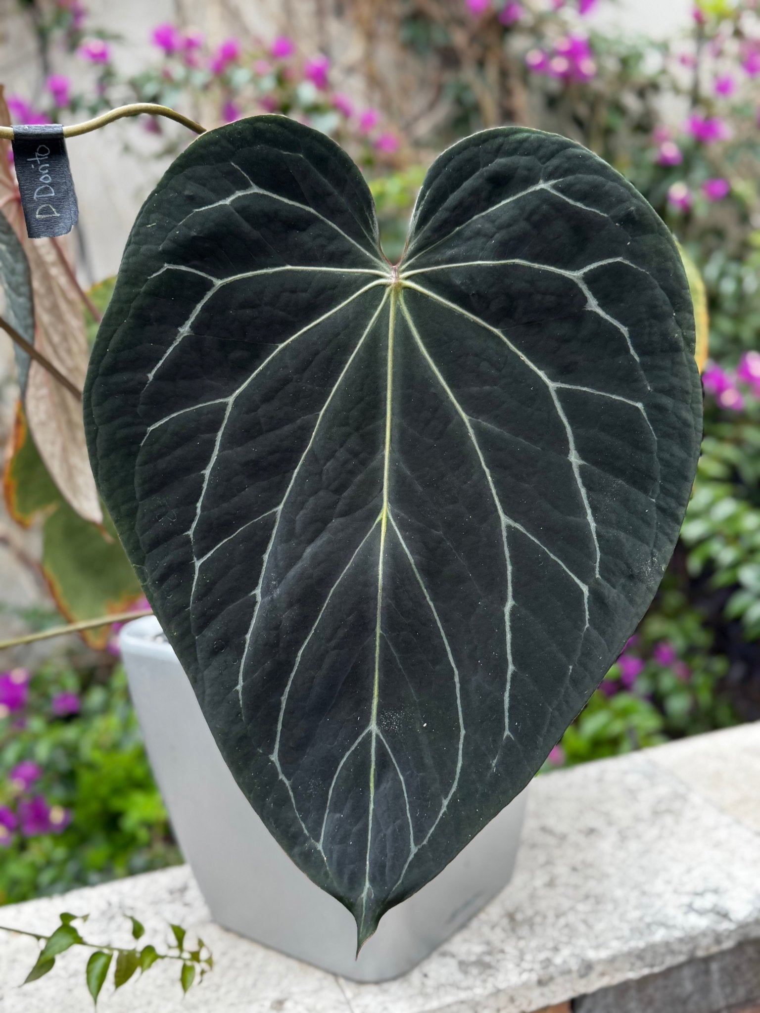 anthurium black vertical border hawaiian Anthurium Tim Anderson Stripey x Black Widow Michelle—Small Seedlings – Granthuriums