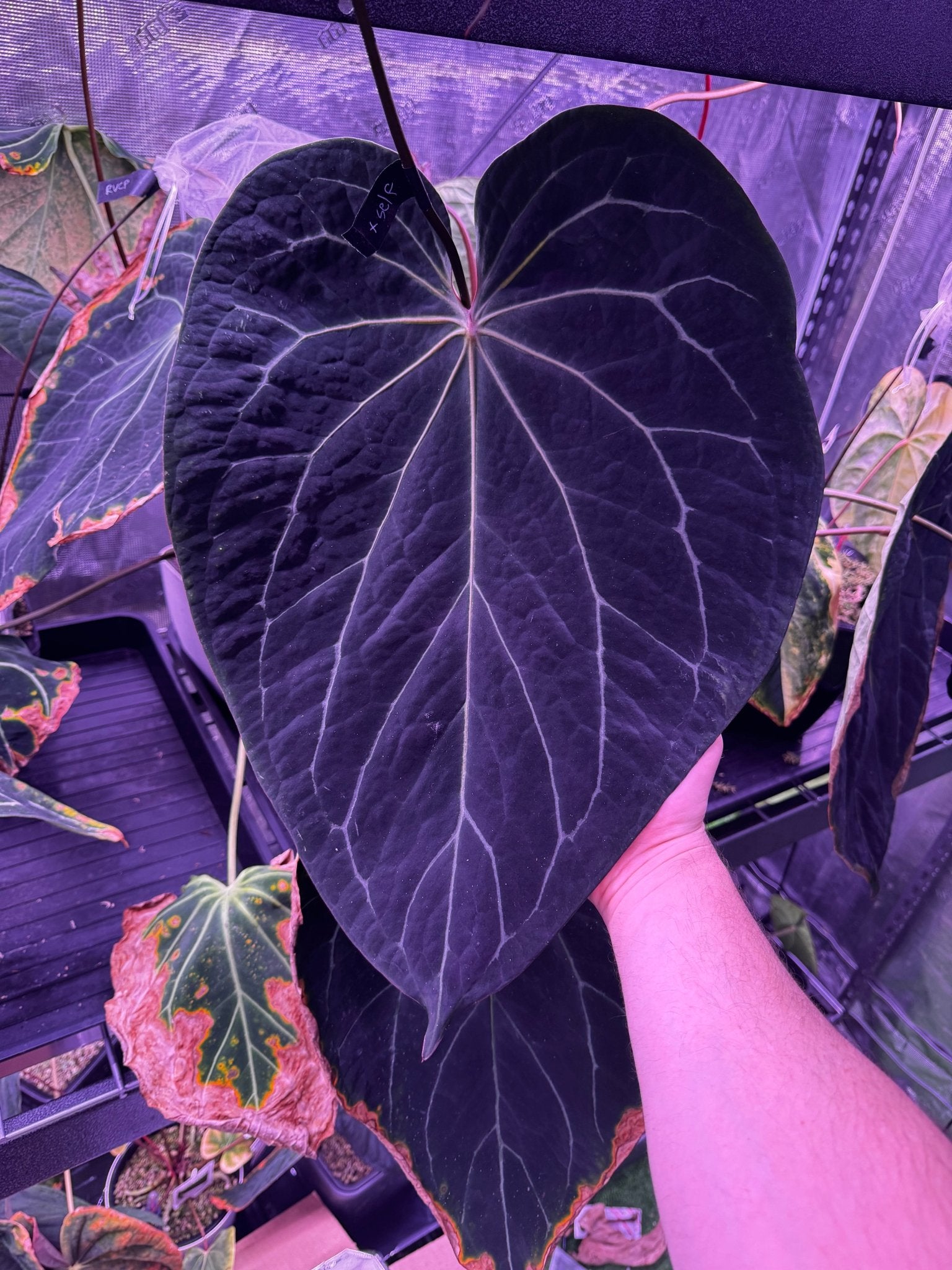 anthurium umbricola Carlablackiae Round x Tim Anderson Stripey Anthurium