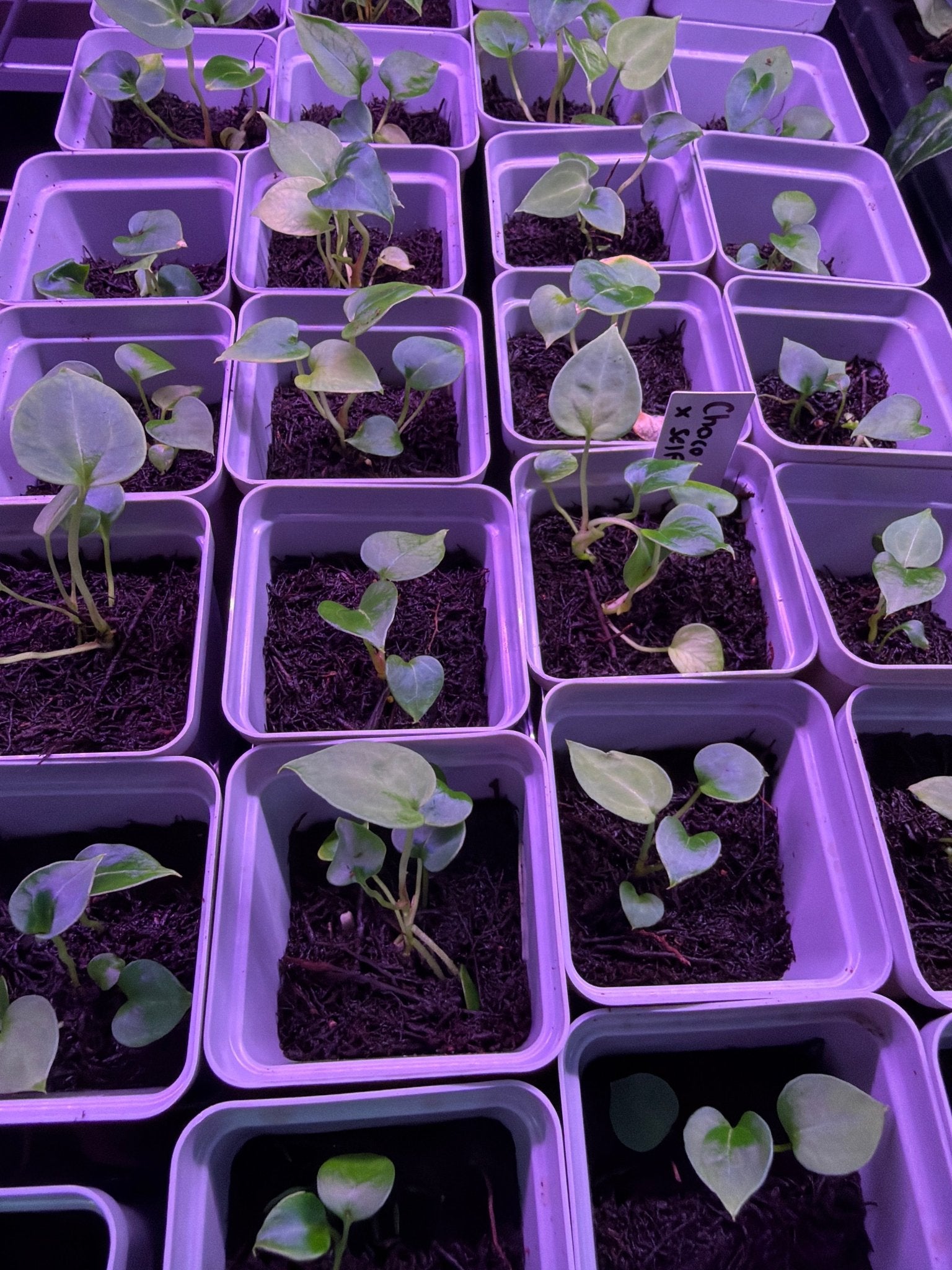 Chocolate Crystallinum x Self Anthurium — Seedlings - Granthuriums