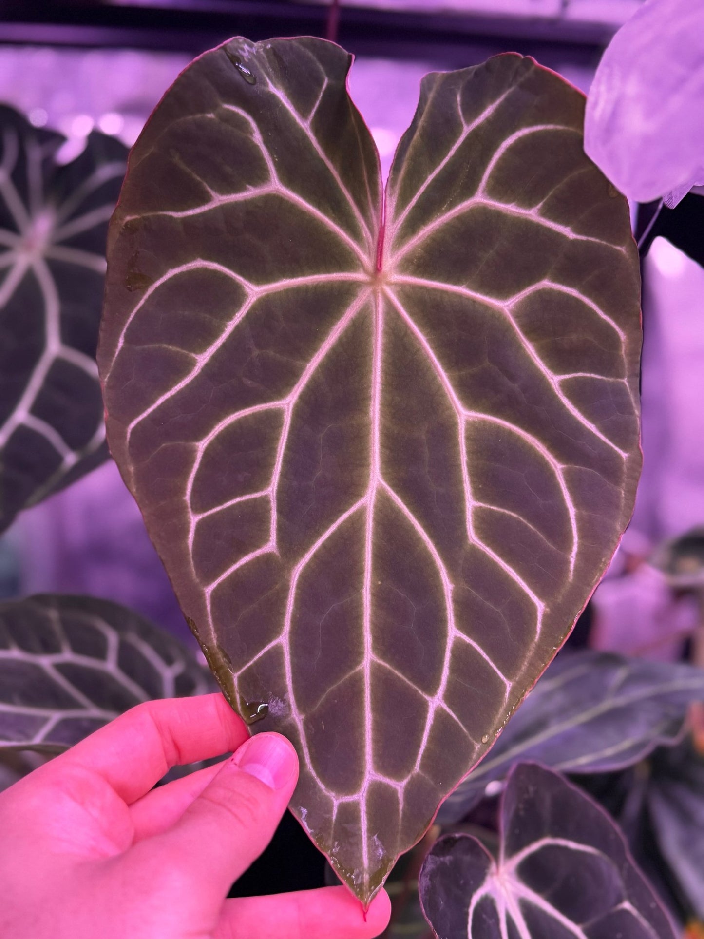 Crystallinum “Chocolate” x “Labyrinth” germinated seeds-Granthuriums