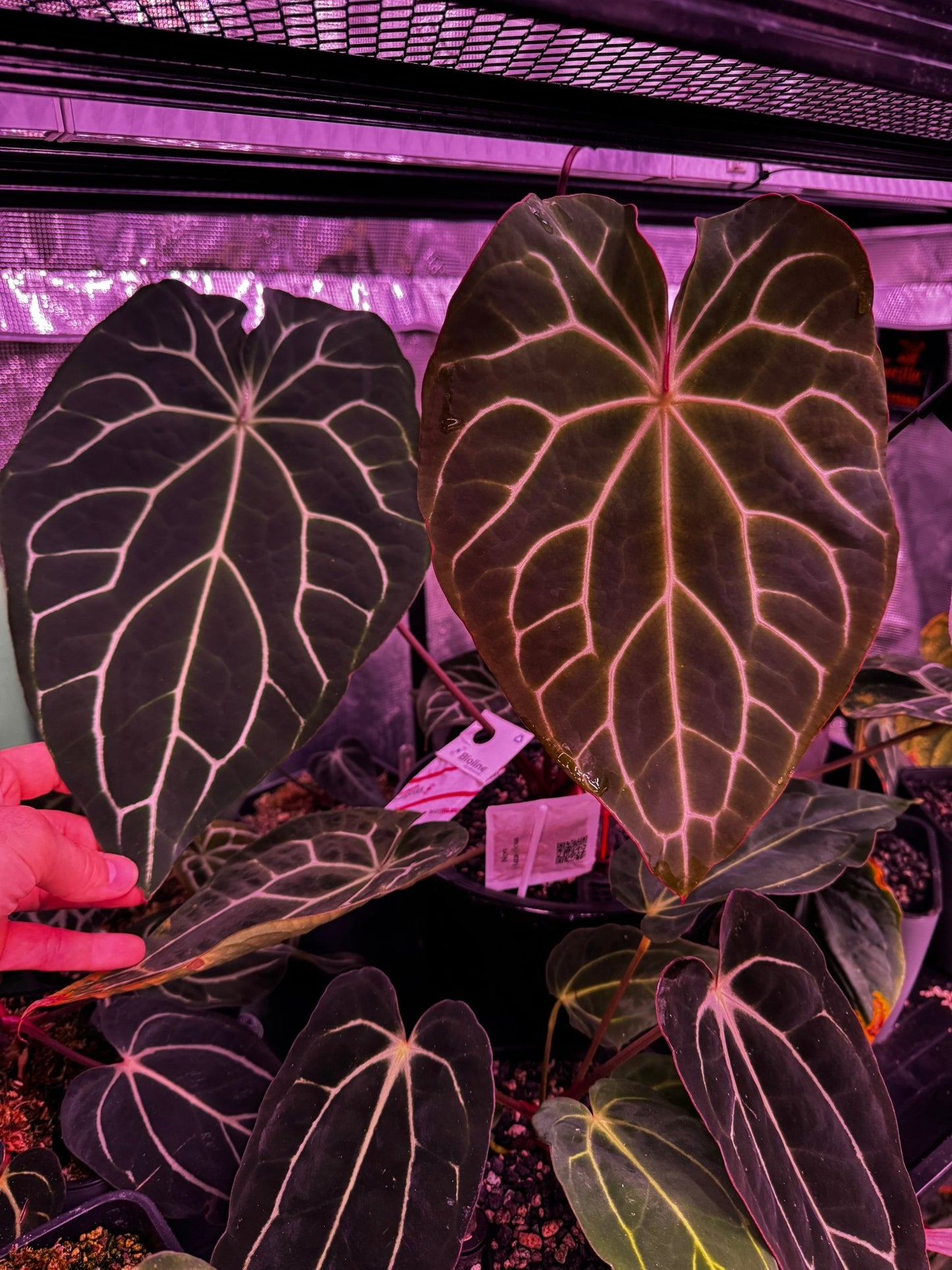 Tim Anderson Stripey x crystallinum Chocolate germinated seeds-Granthuriums