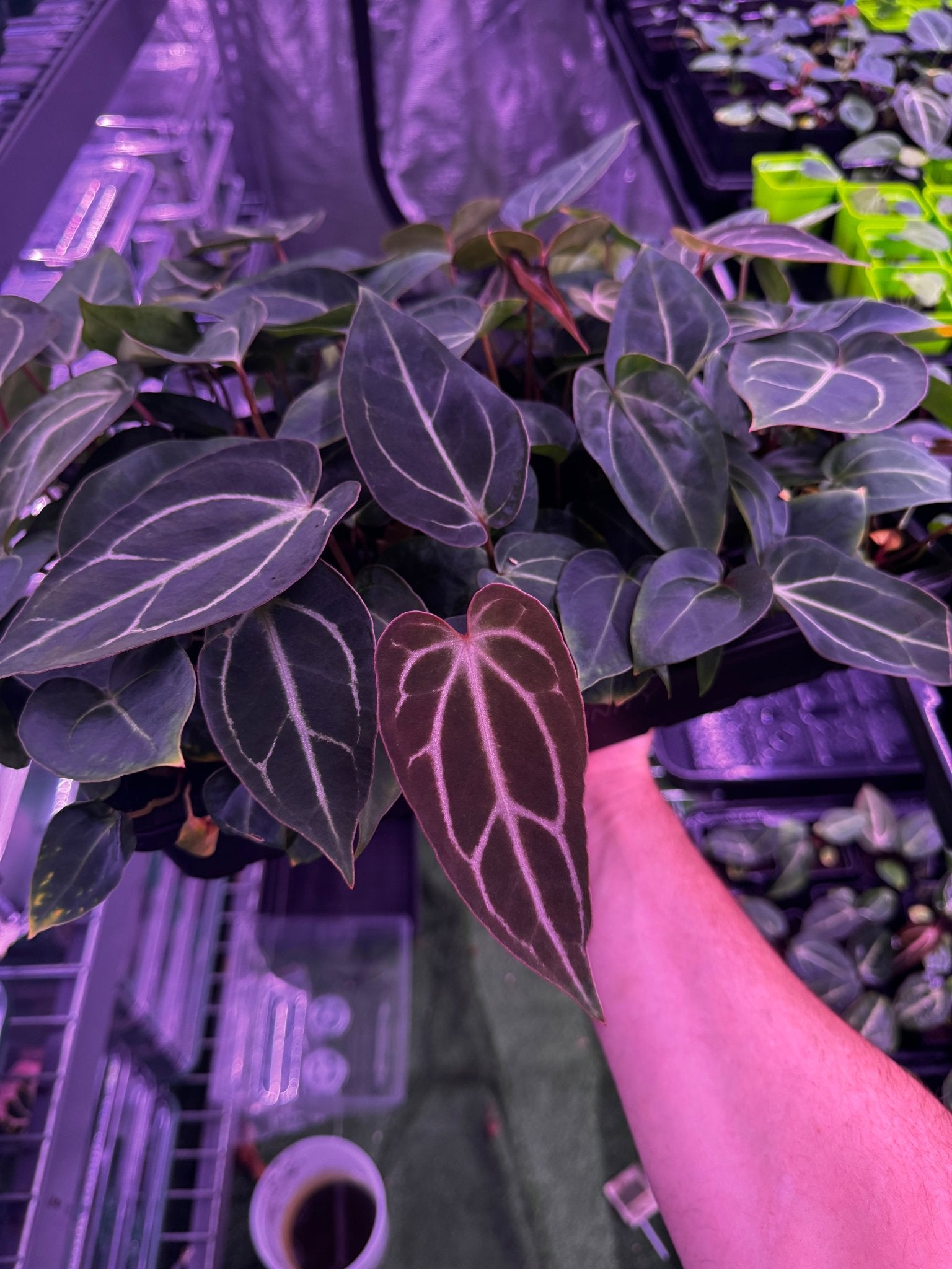 FTG self X seedlings-Granthuriums