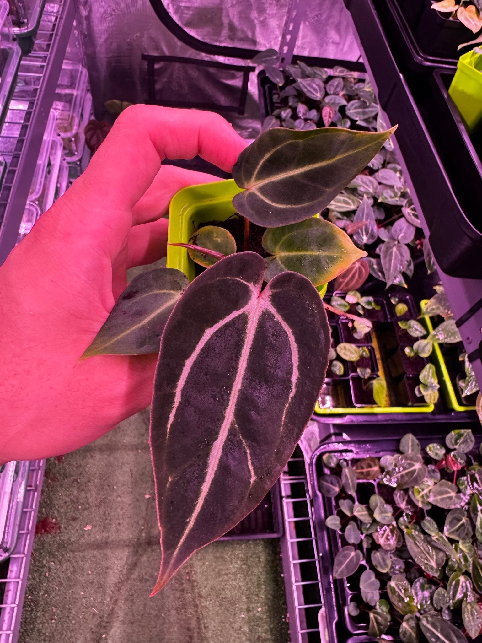 GPH001 S1-Granthuriums