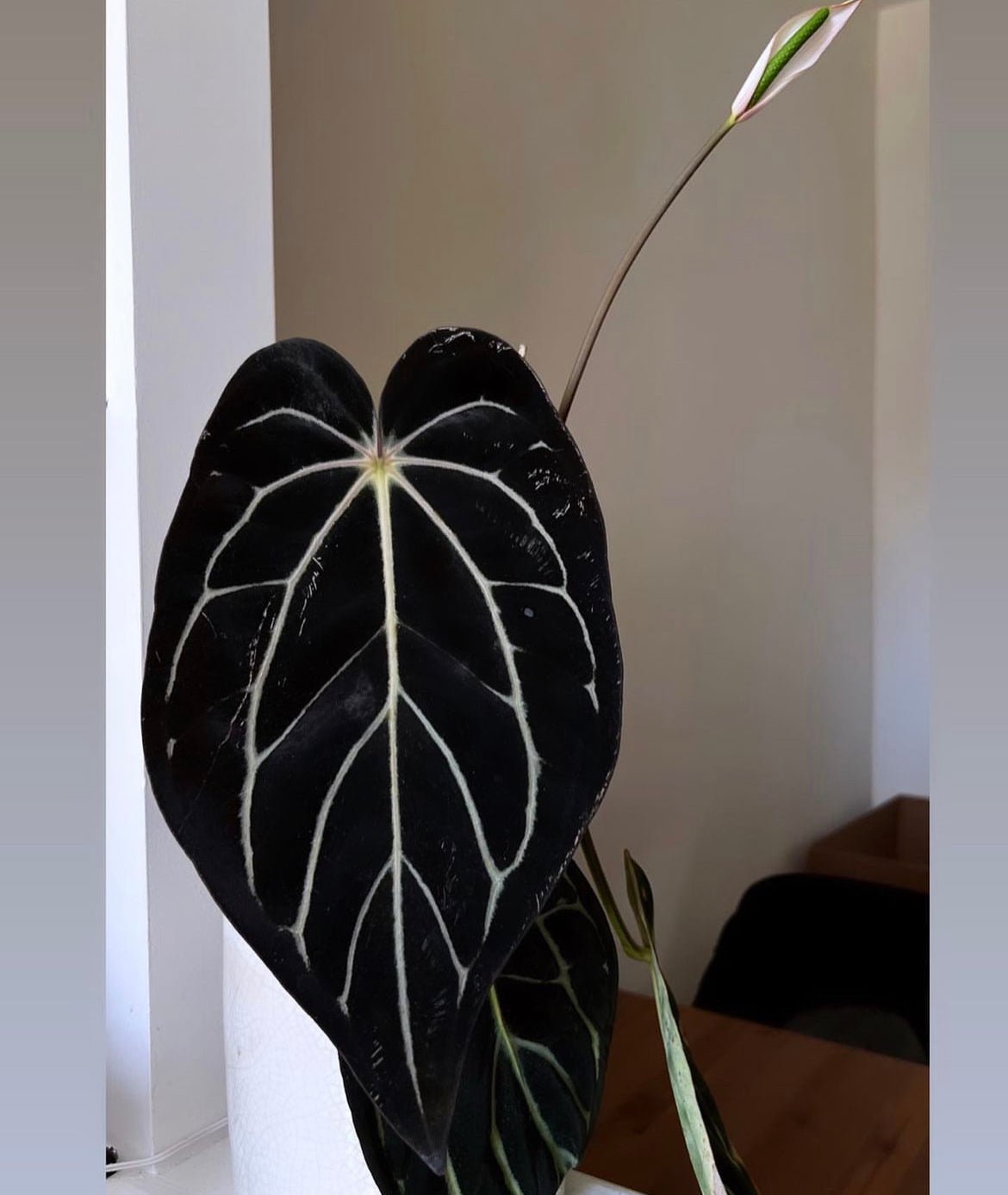 GPH001 S1 seedling medium Exact plant - Granthuriums
