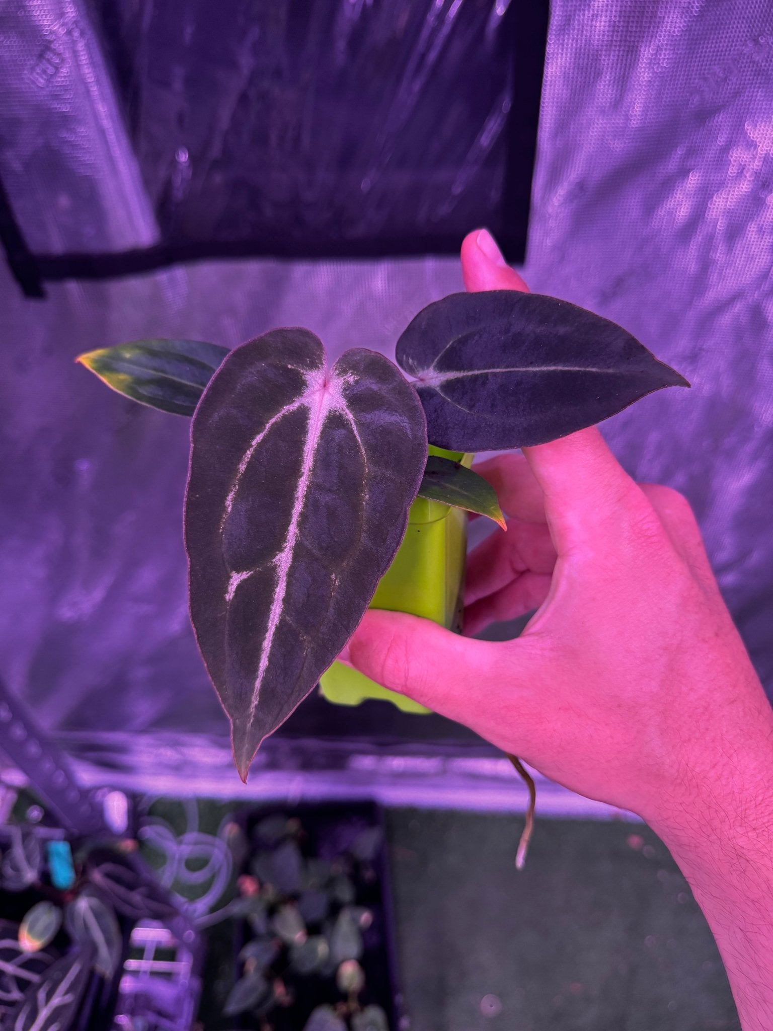 GPH001 self exact plant-Granthuriums