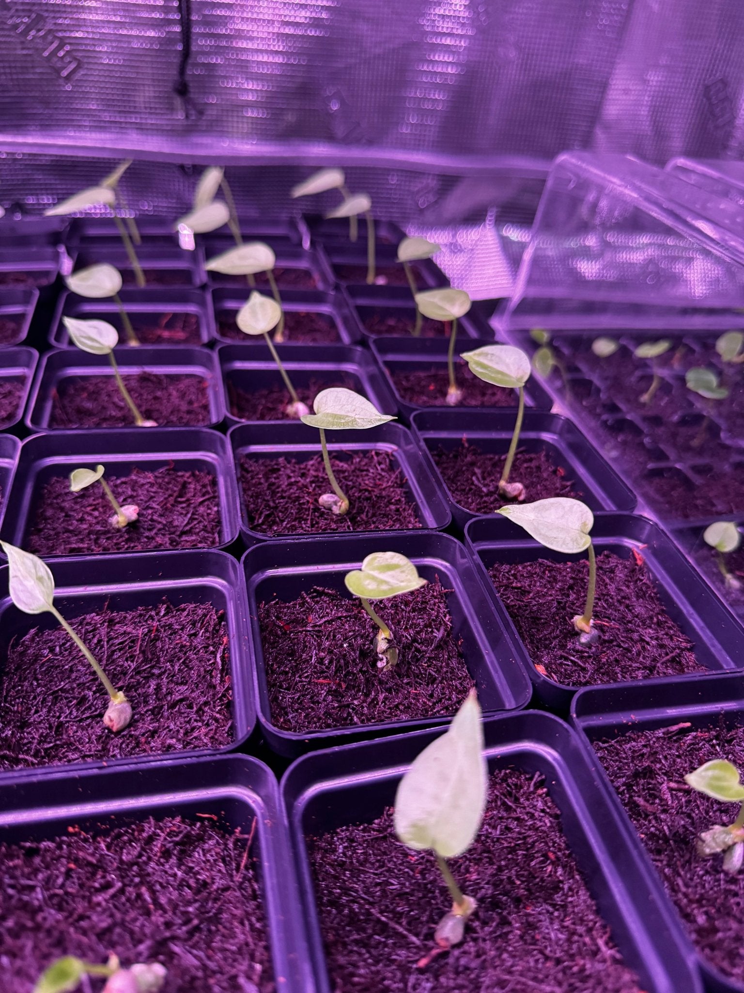 King of clarinervium x Delta Force-Granthuriums