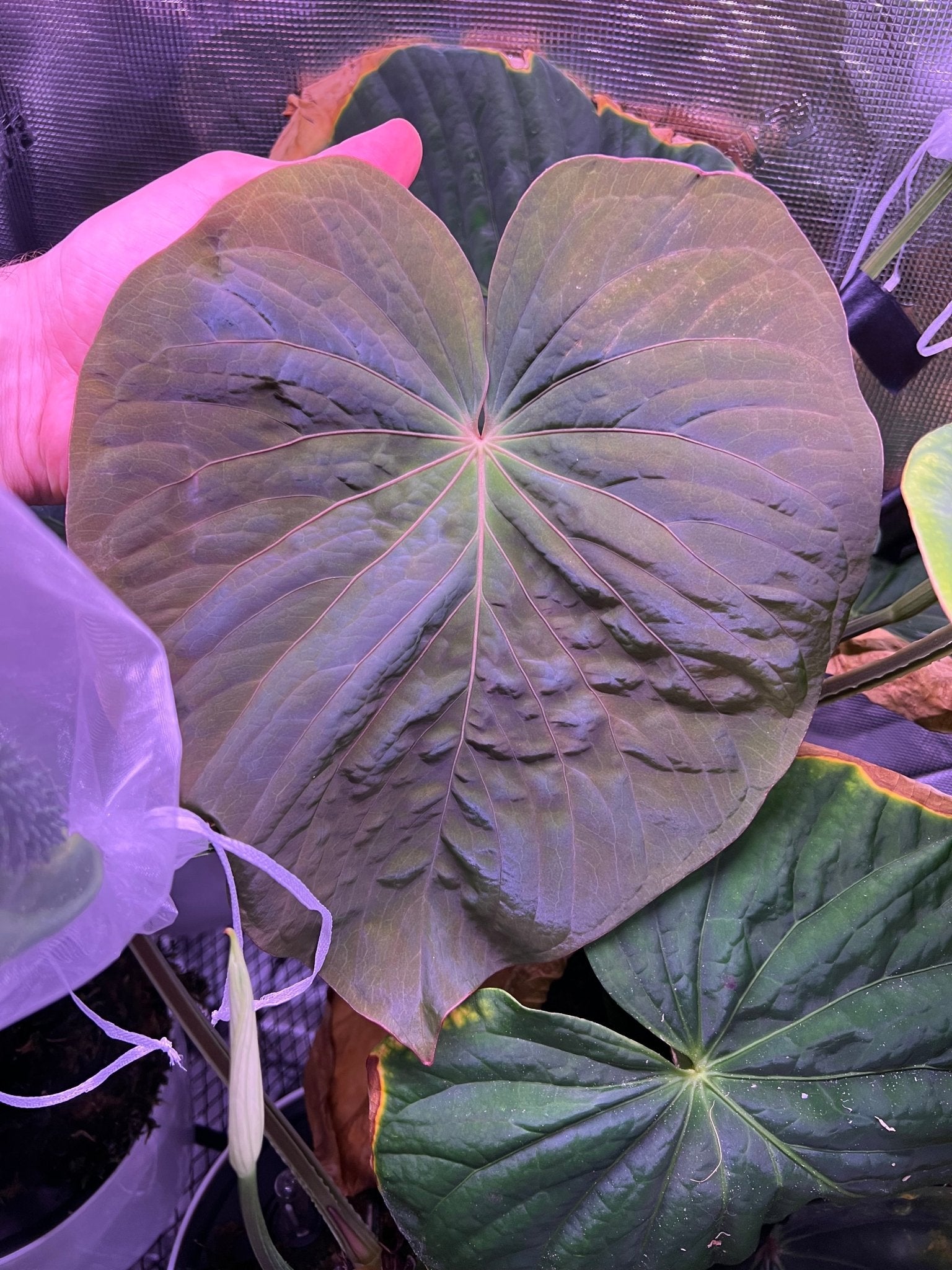 Kuna PM5 x PM3-Granthuriums