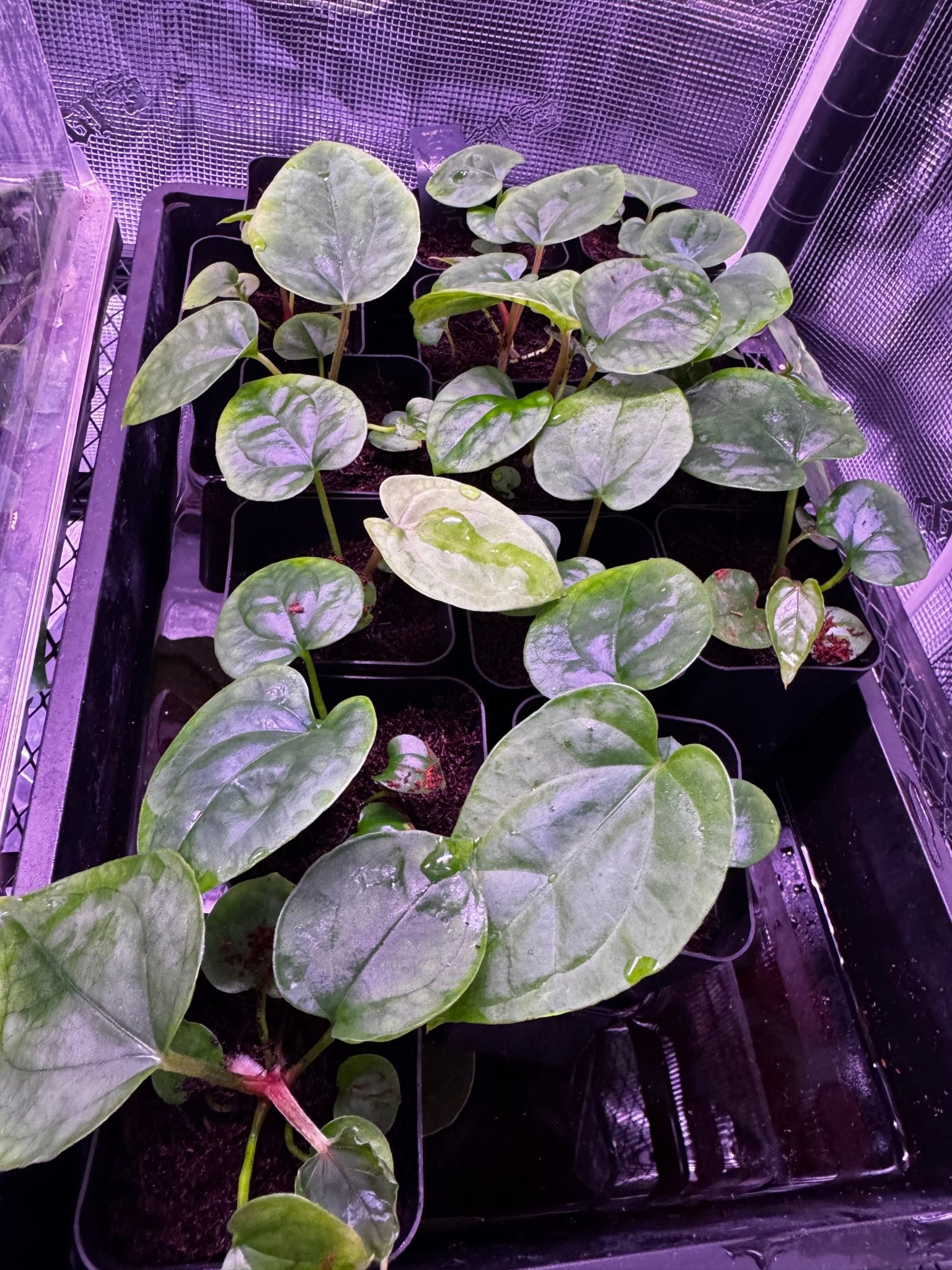 Kuna PM5 x PM3-Granthuriums