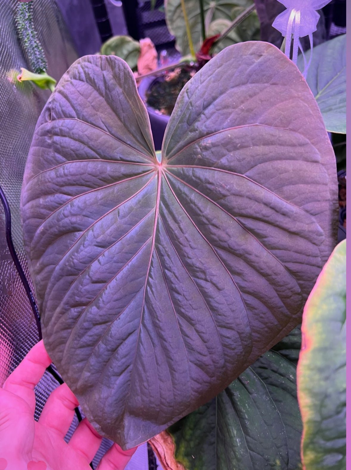 フラワークラウンミムラ KOUMY® Dark pink green leaf
