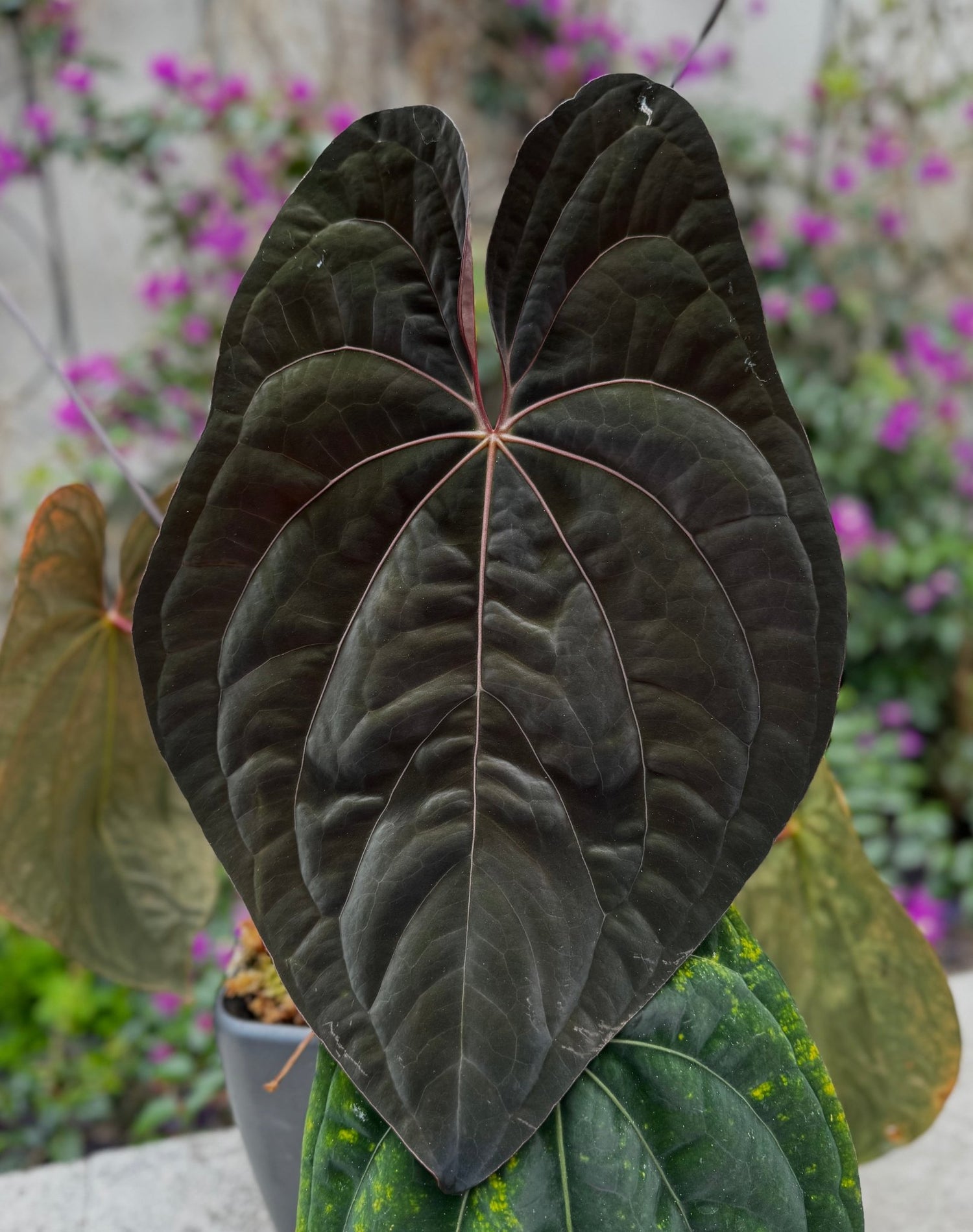 Var papx x Night Dragon variegated sprouts-Granthuriums