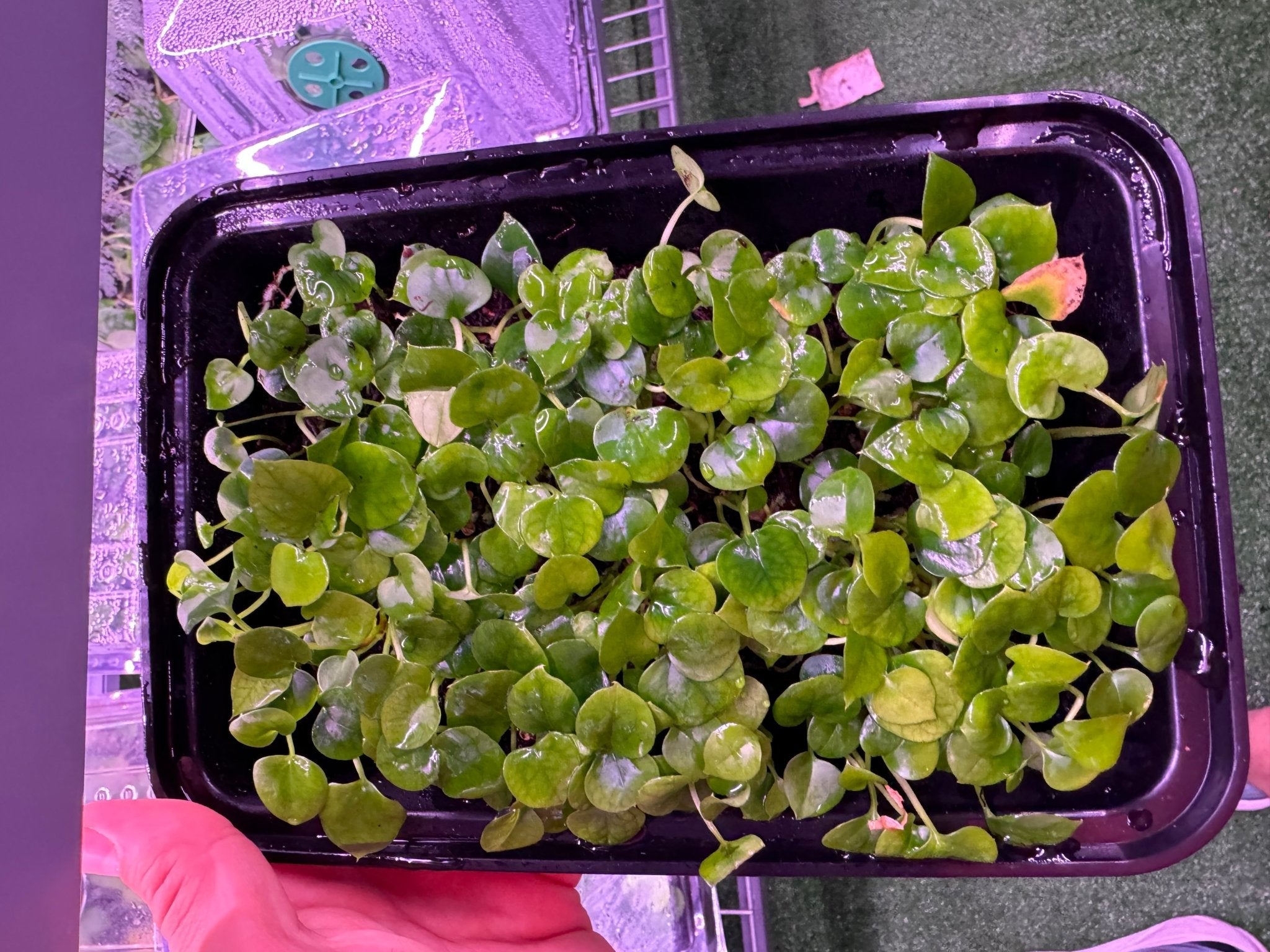 pap FS clone x FSRL-Granthuriums