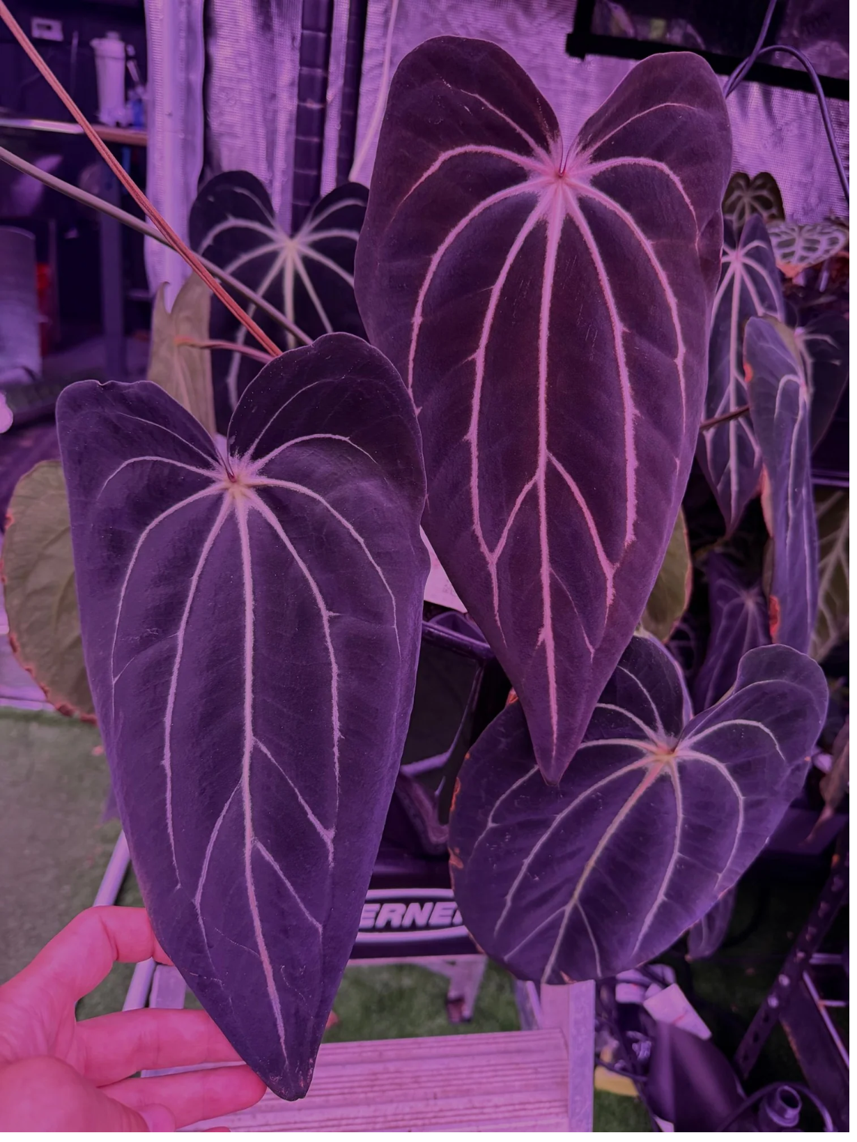 Anthurium carlablackiae "Venom" x GPH001—Exact Seedling
