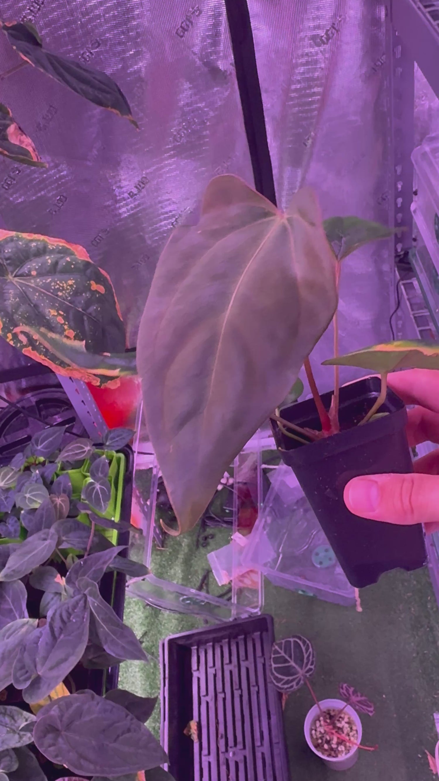 (Carla x Port) x Sp. Nov DF Anthurium — Exact Plant B