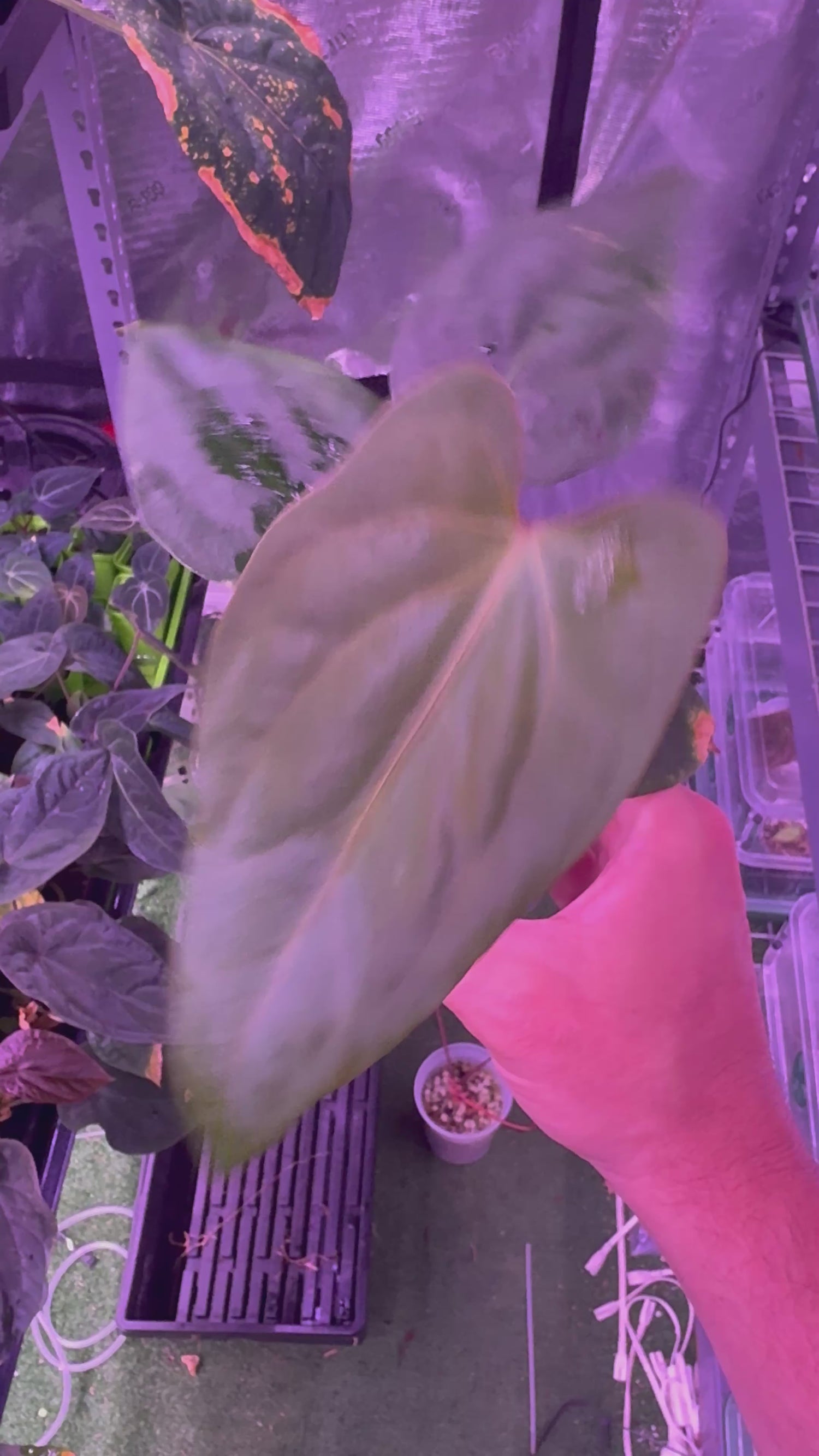 (Carla x Port) x Sp. Nov DF Anthurium — Exact Plant D