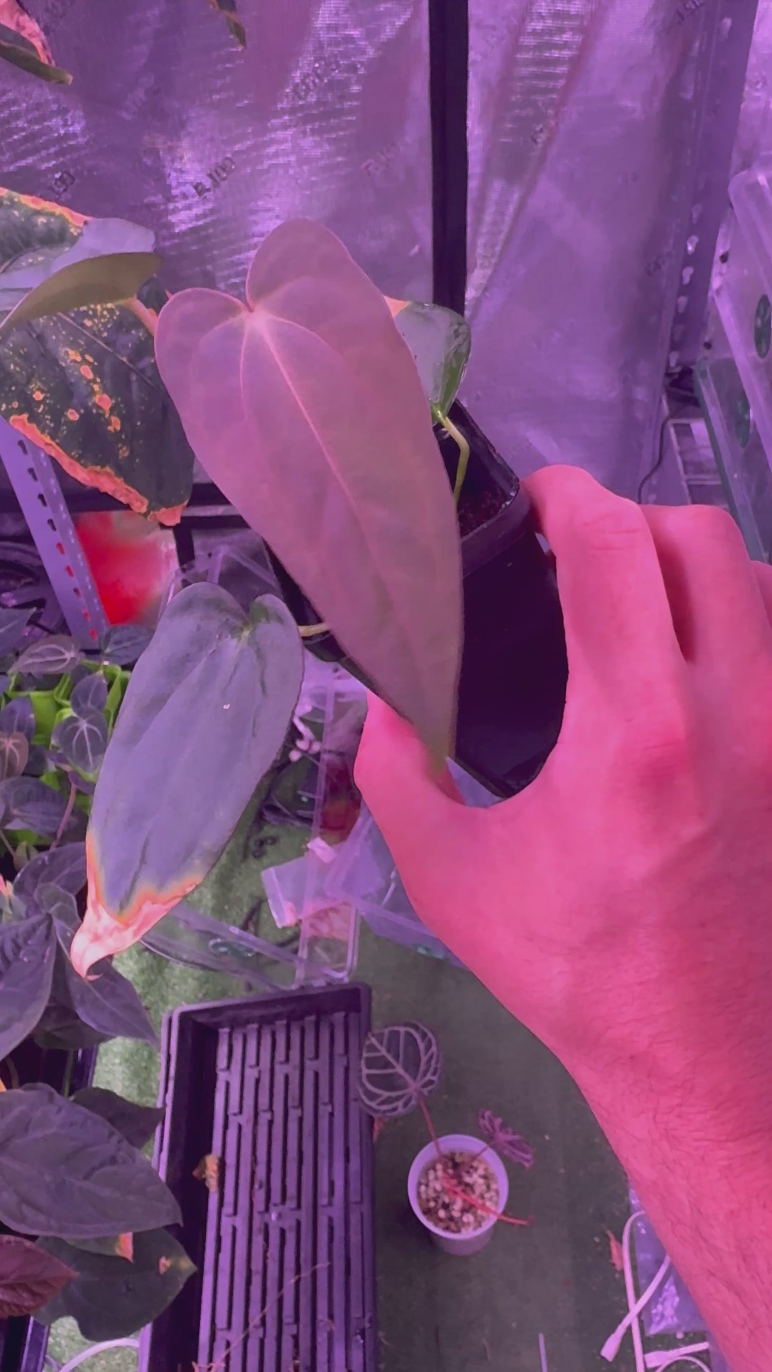 (Carla x Port) x Sp. Nov DF Anthurium — Exact Plant C