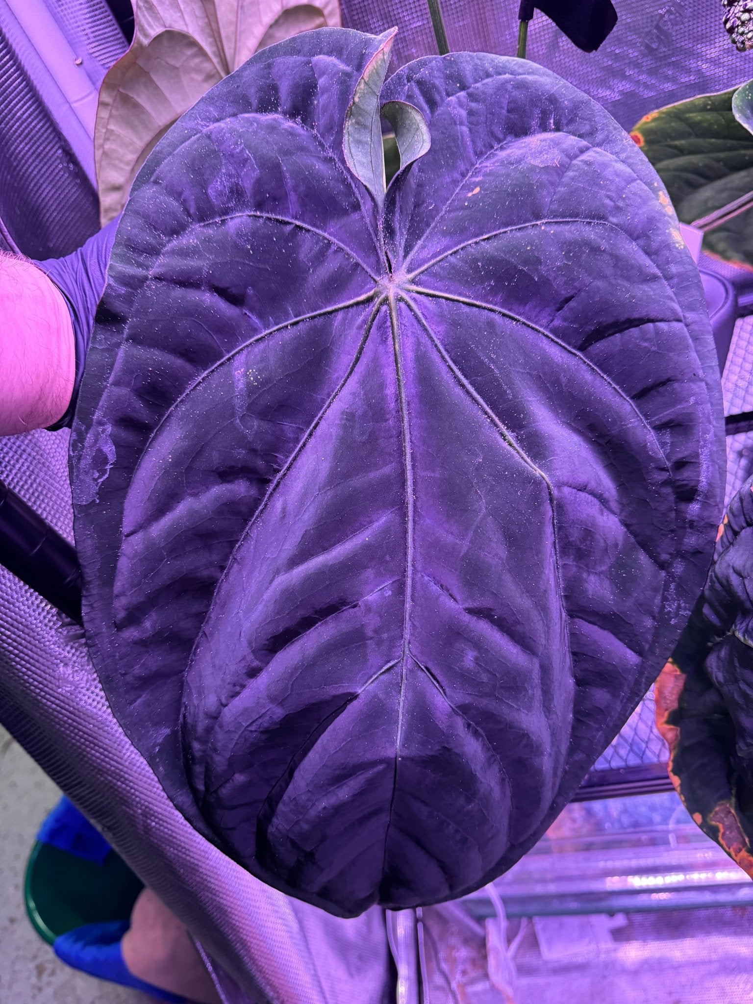 Pure RG dressleri seedlings (F1 “Jay” x F1 “Ivy”)-Granthuriums