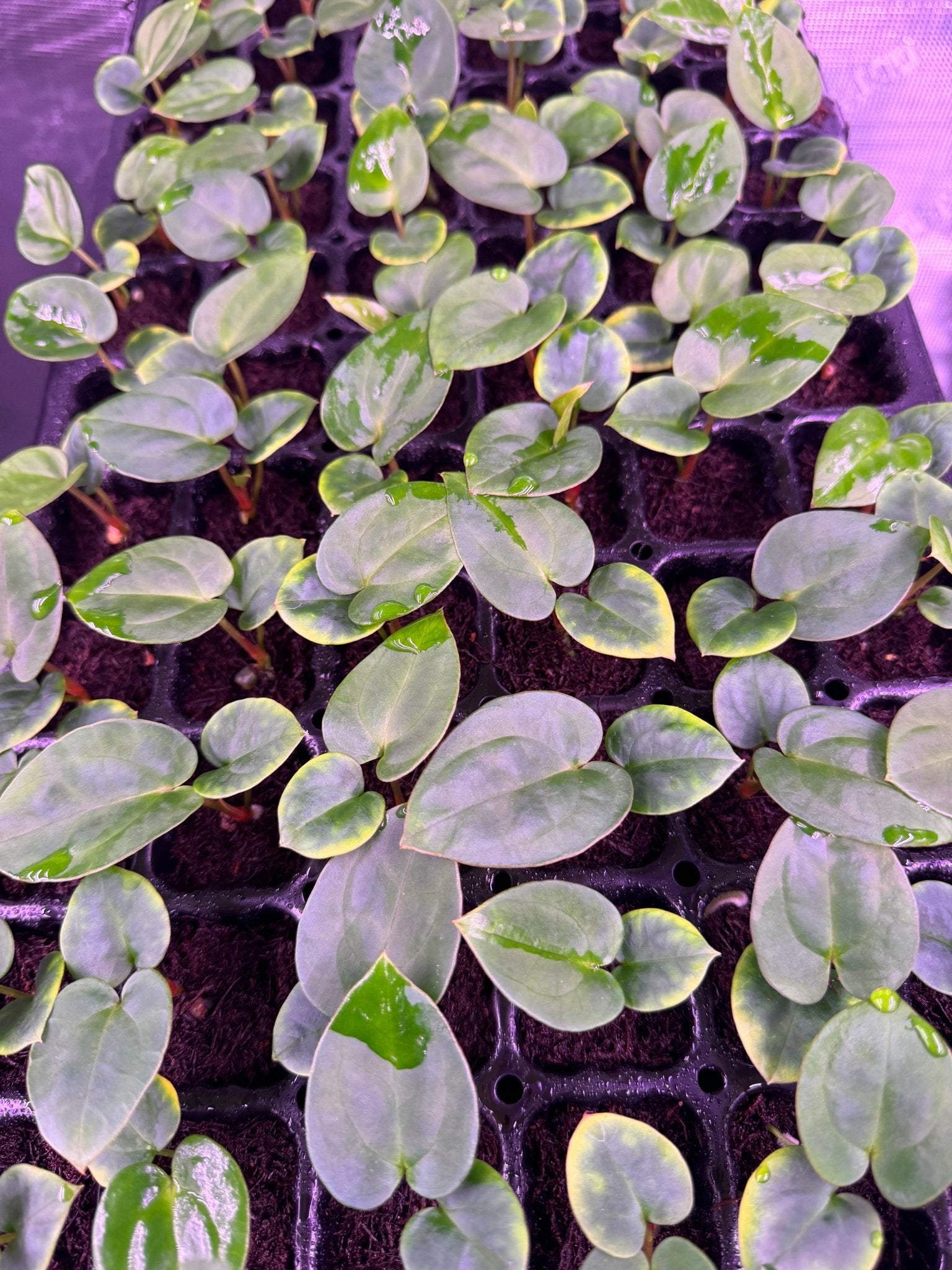 RG dress F2 dark clone x Carla GPH001-Granthuriums