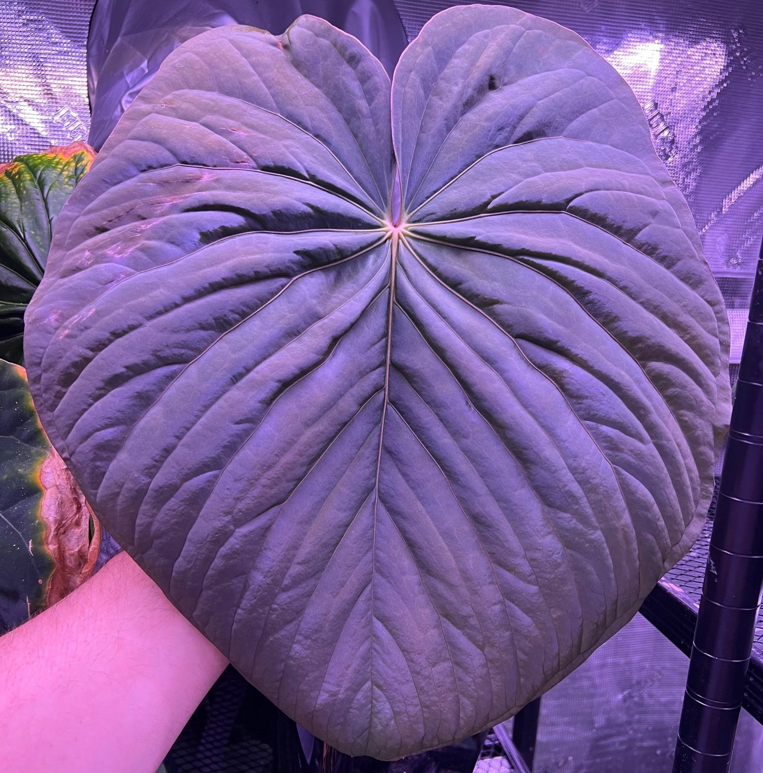 (RG dress f2 x Carla) x kuna PM3-Granthuriums