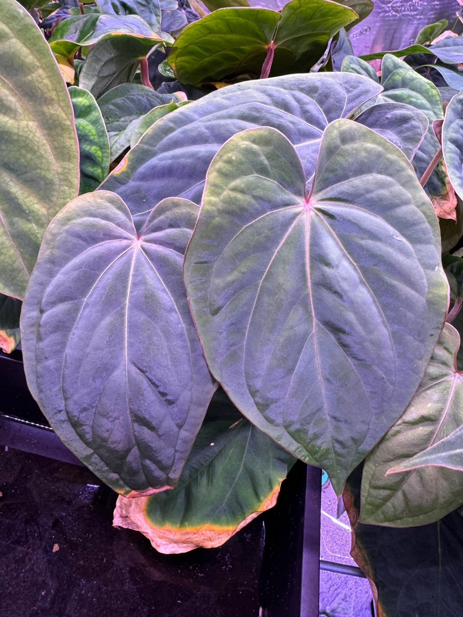 (RG dress f2 x Carla) x kuna PM3-Granthuriums