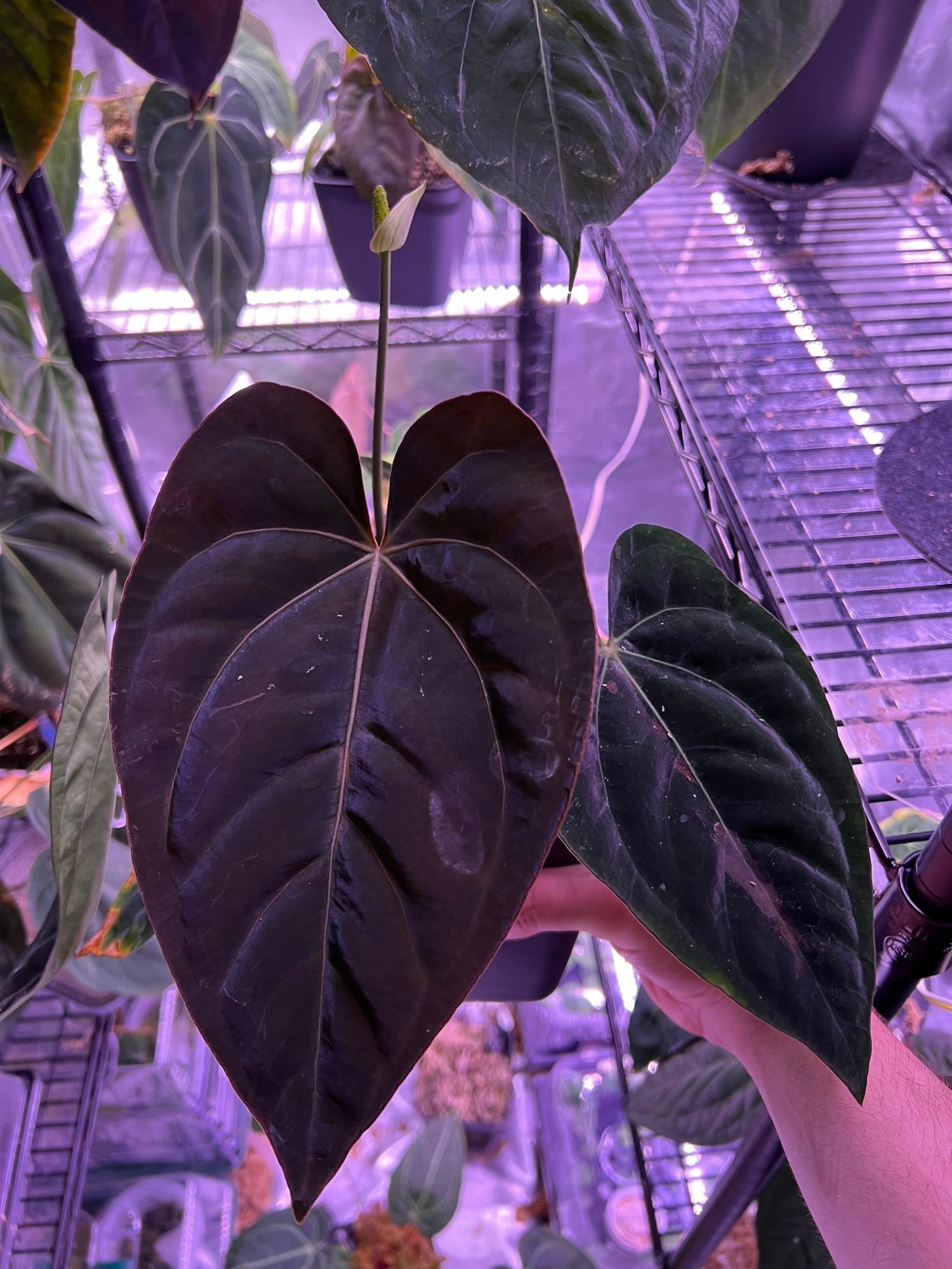 (RG dress f2 x Carla) x kuna PM3-Granthuriums