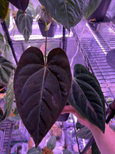 (RG dress f2 x Carla) x kuna PM3-Granthuriums