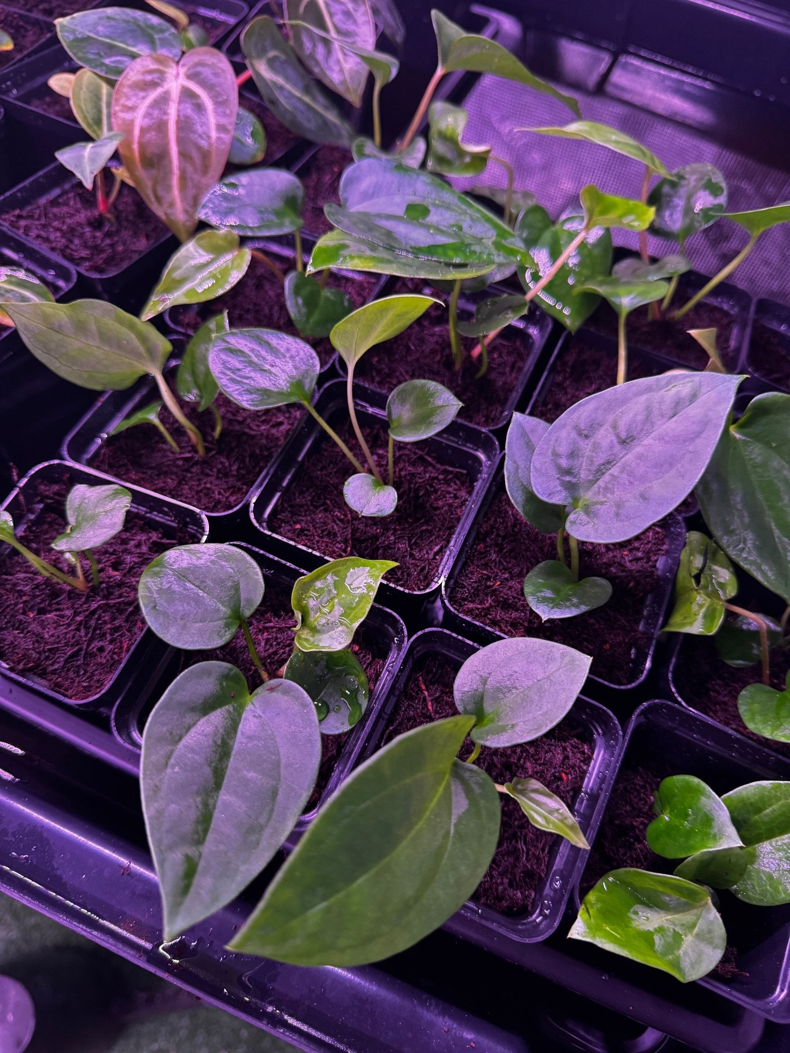 RG dressleri F1 A x sp Nov DF-Granthuriums