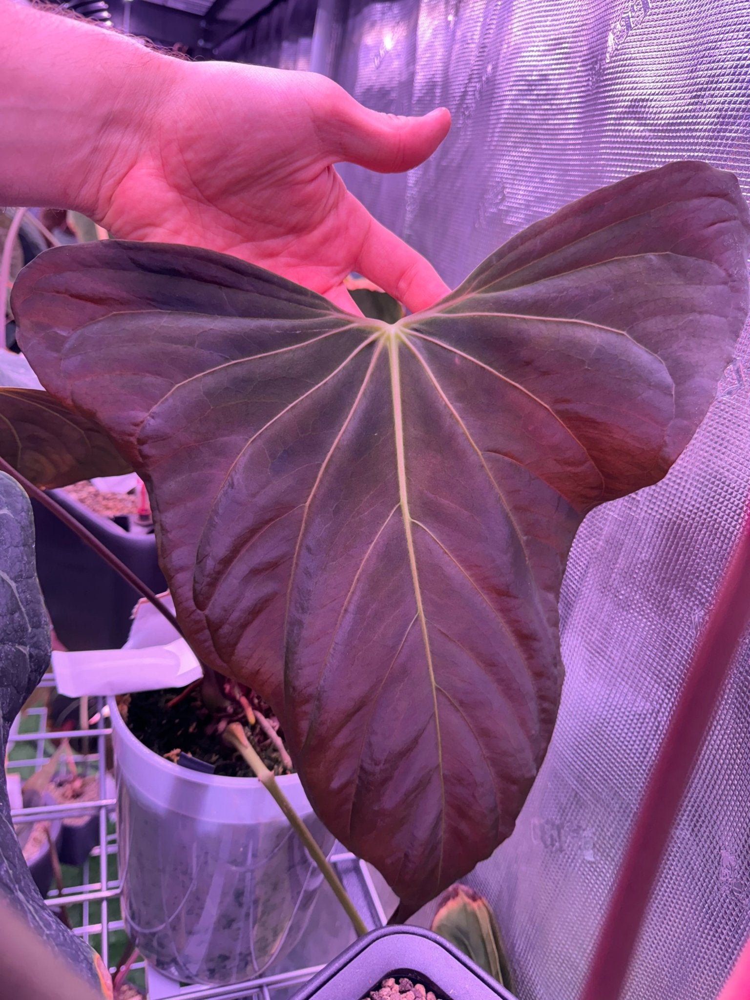 RG dressleri F1 A x sp Nov DF-Granthuriums