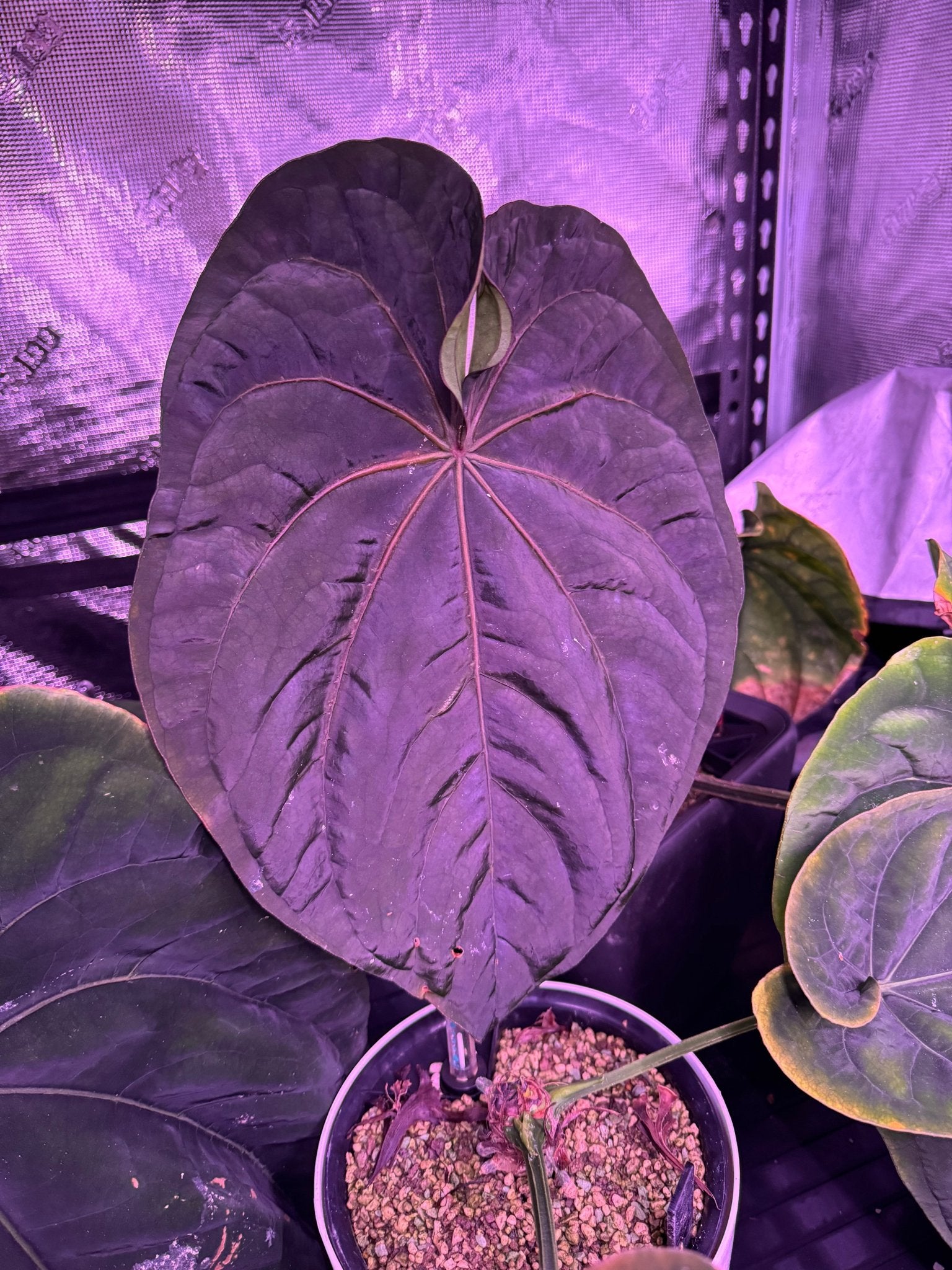 RG dressleri F1 A x sp Nov DF-Granthuriums