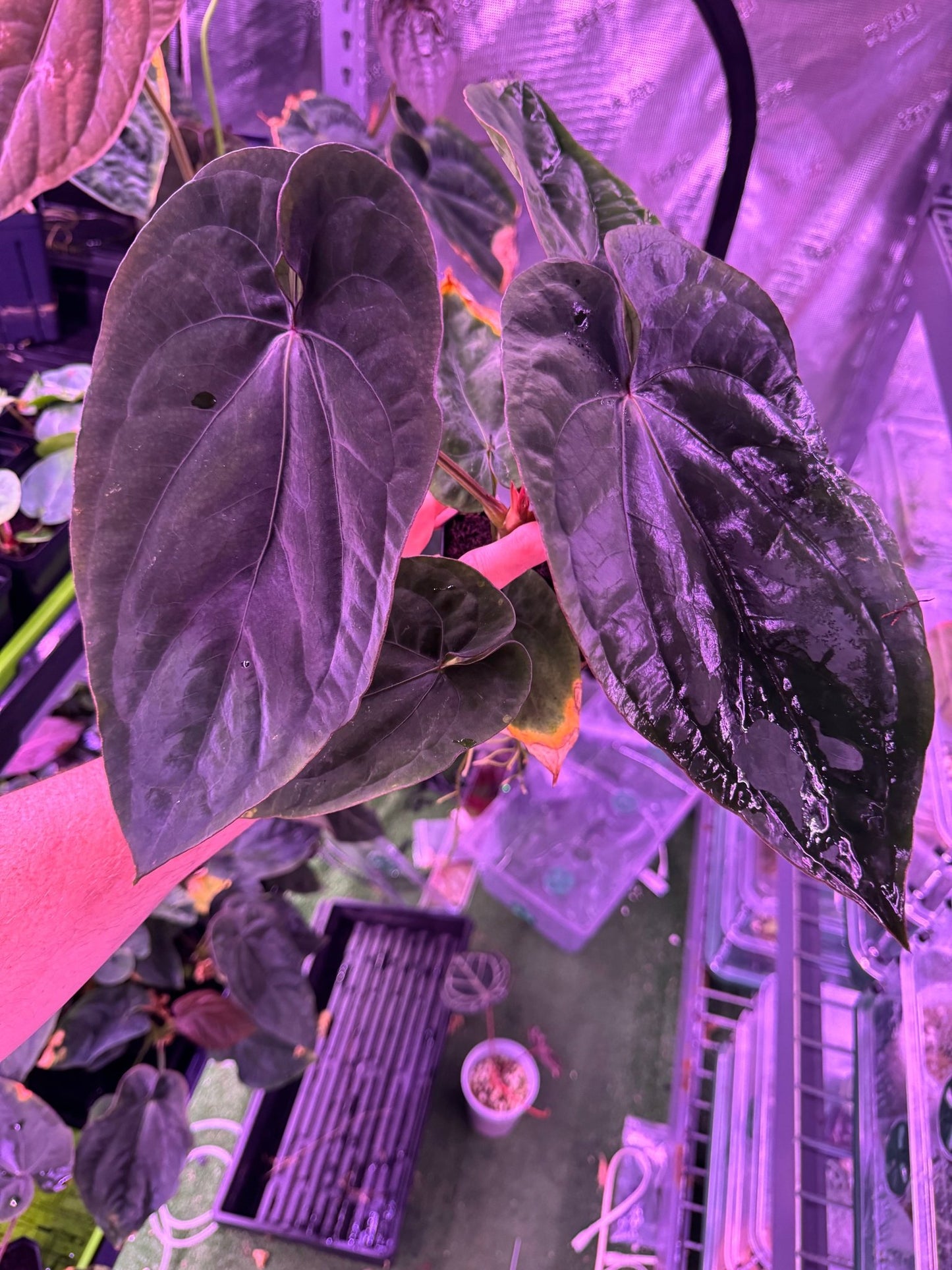 RG dressleri F1A x F1B select plant - Granthuriums