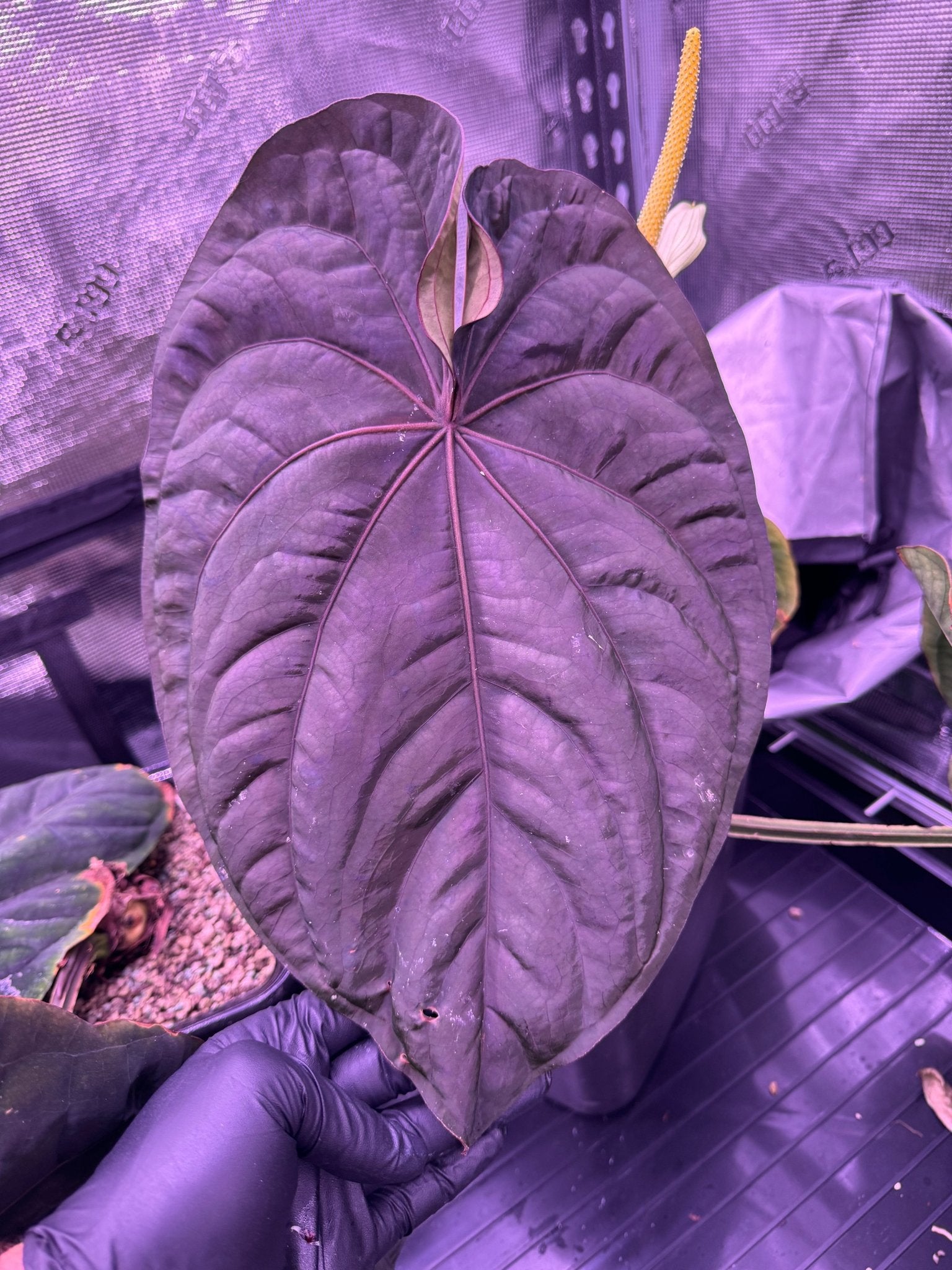 RG F1 dressleri x RA 5 pap-Granthuriums