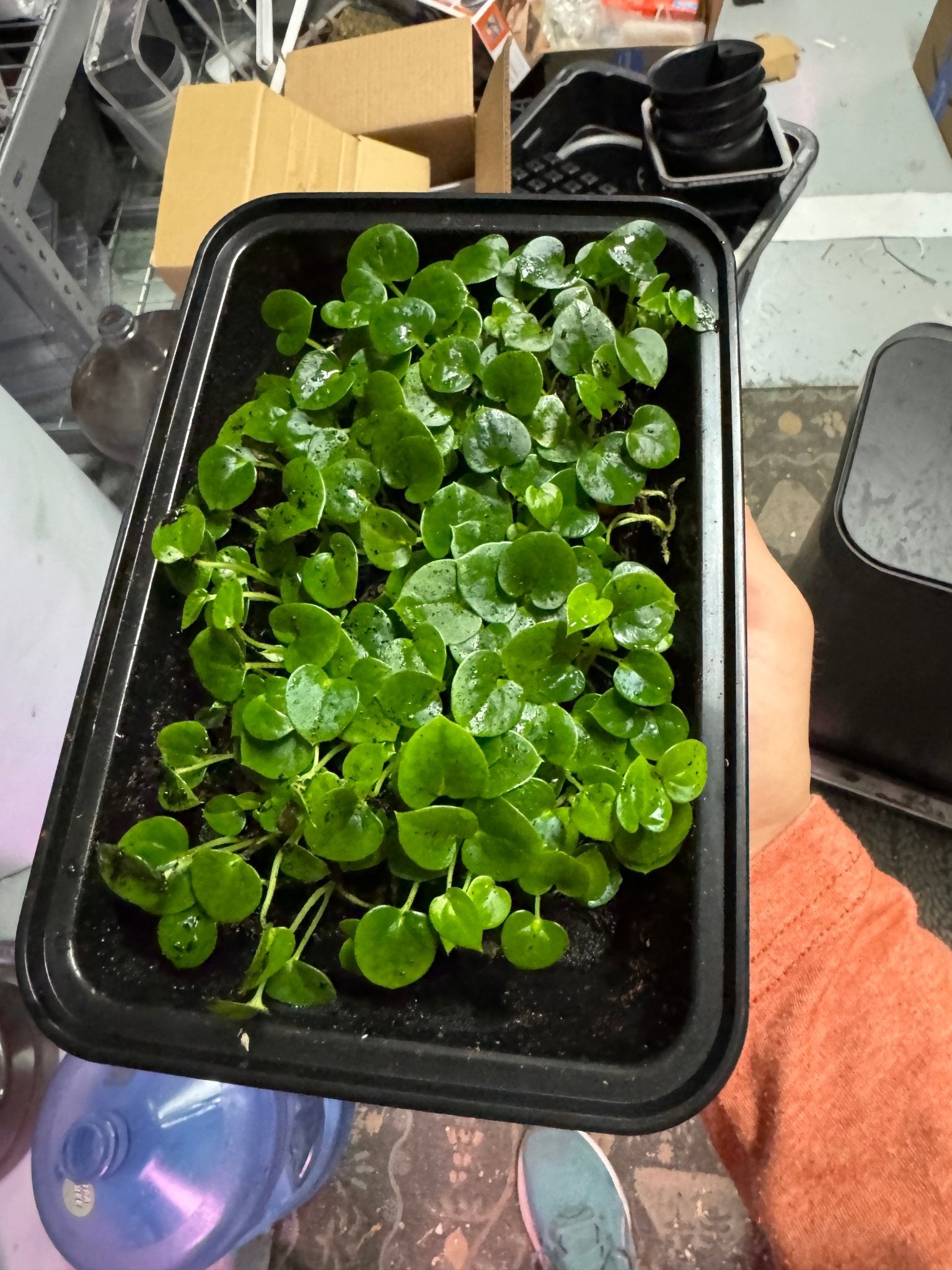 RG F1 dressleri x RA 5 pap-Granthuriums