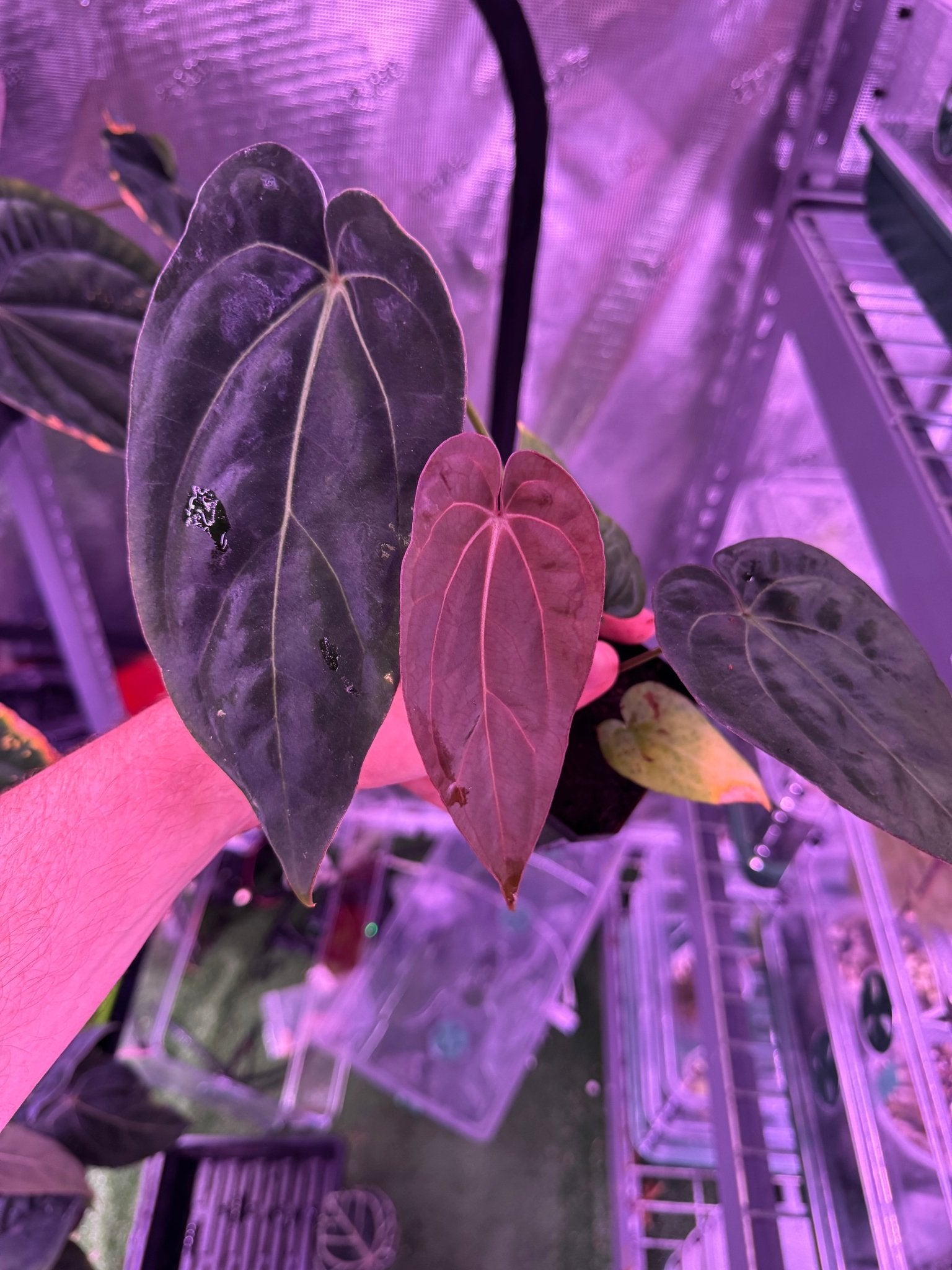 RG F2 dark clone x carla GPH001 exact plant A-Granthuriums