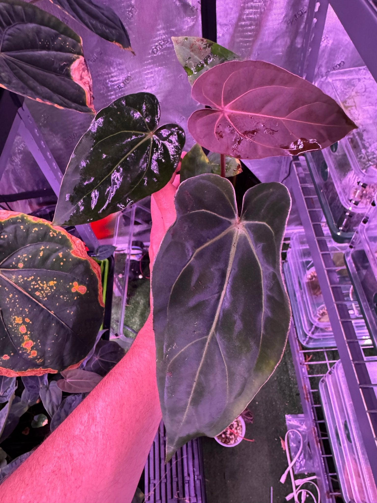 RG F2 dark clone x carla GPH001 exact plant B-Granthuriums