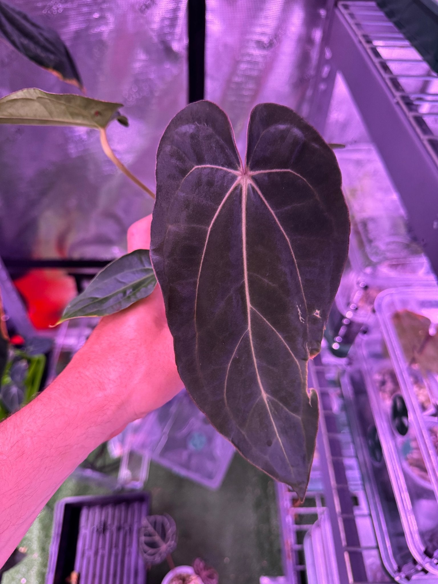 RG F2 dark clone x carla GPH001 exact plant C-Granthuriums