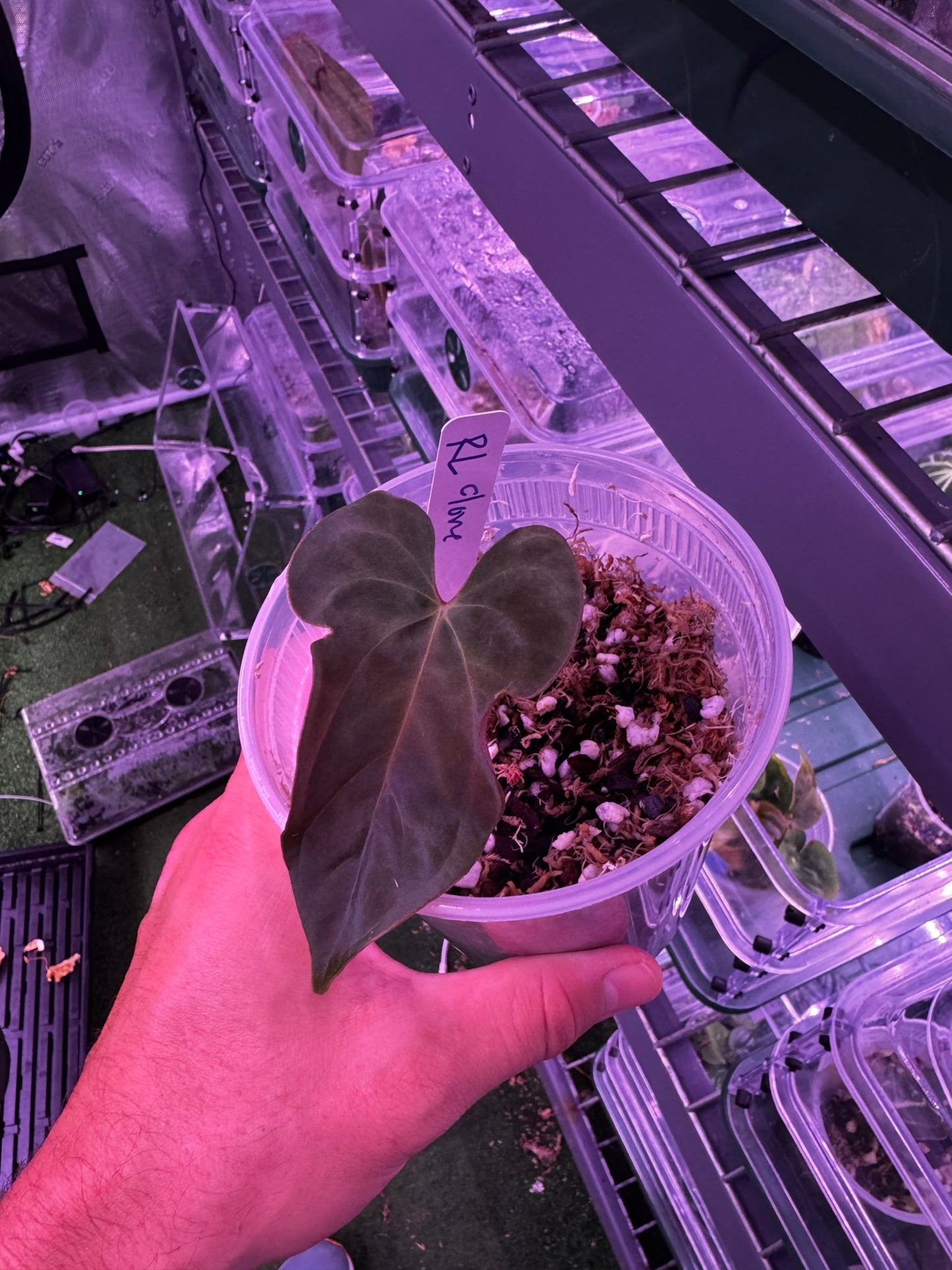 RL clone prop - Granthuriums