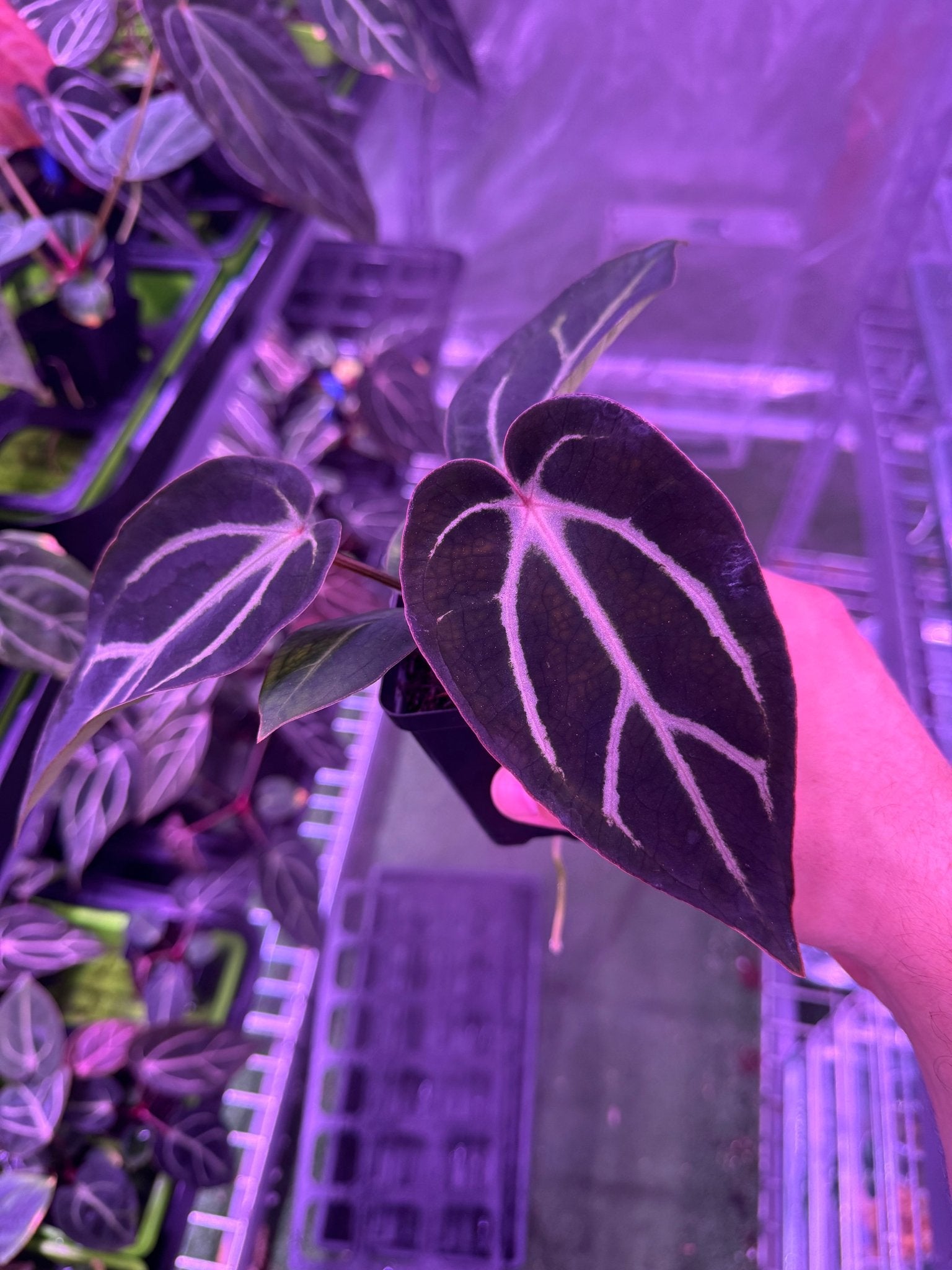 Round x gph f2 exact plant-Granthuriums