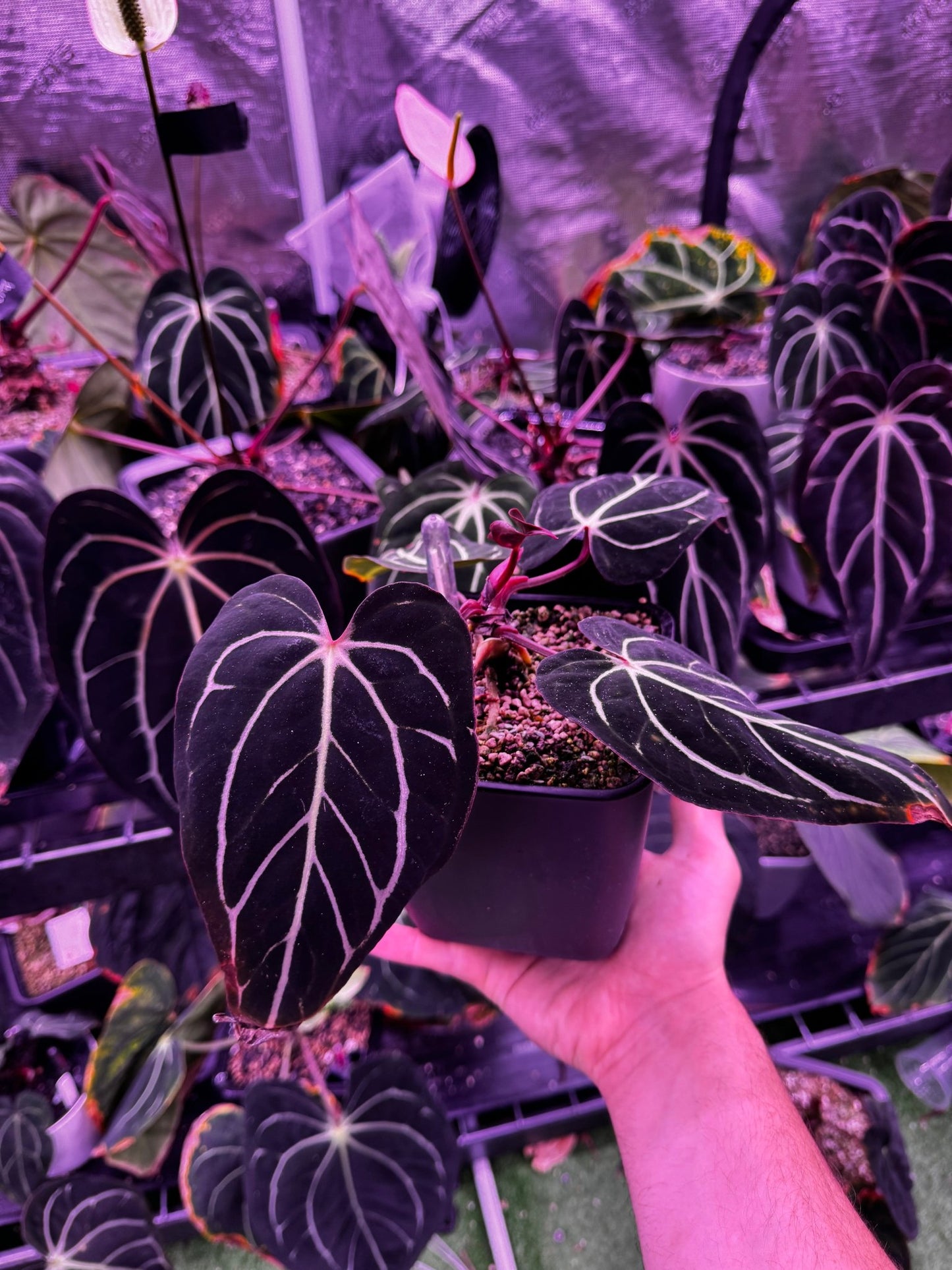 Round x gph001 F1 minature/dwarf form - Granthuriums