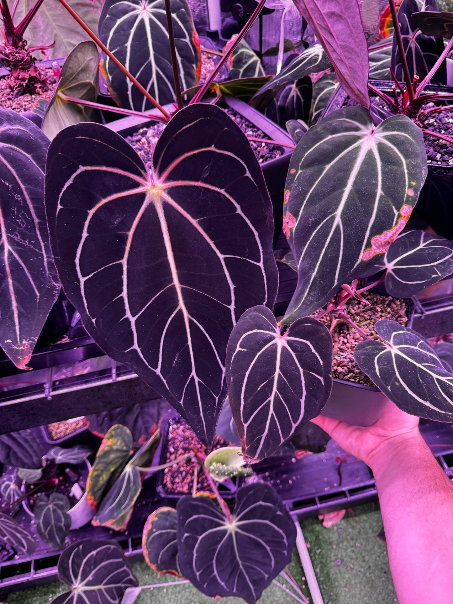 Round x gph001 F1 minature/dwarf form - Granthuriums