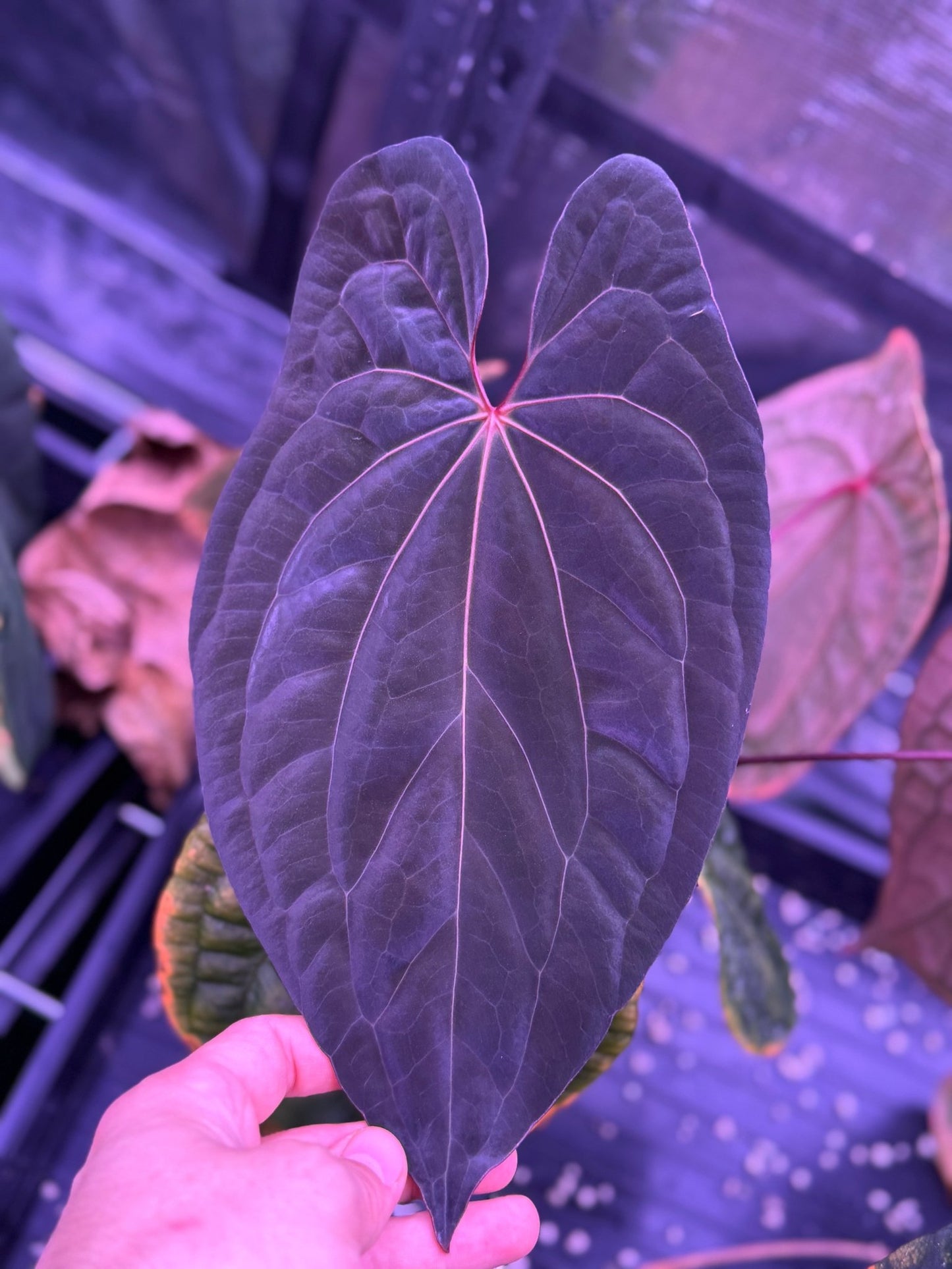 RVDP x antolakii RA1 seedlings - Granthuriums